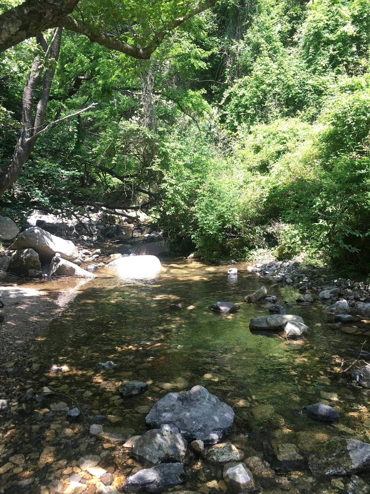 Pequeño río fluyendo a través de una vegetación exuberante con rocas