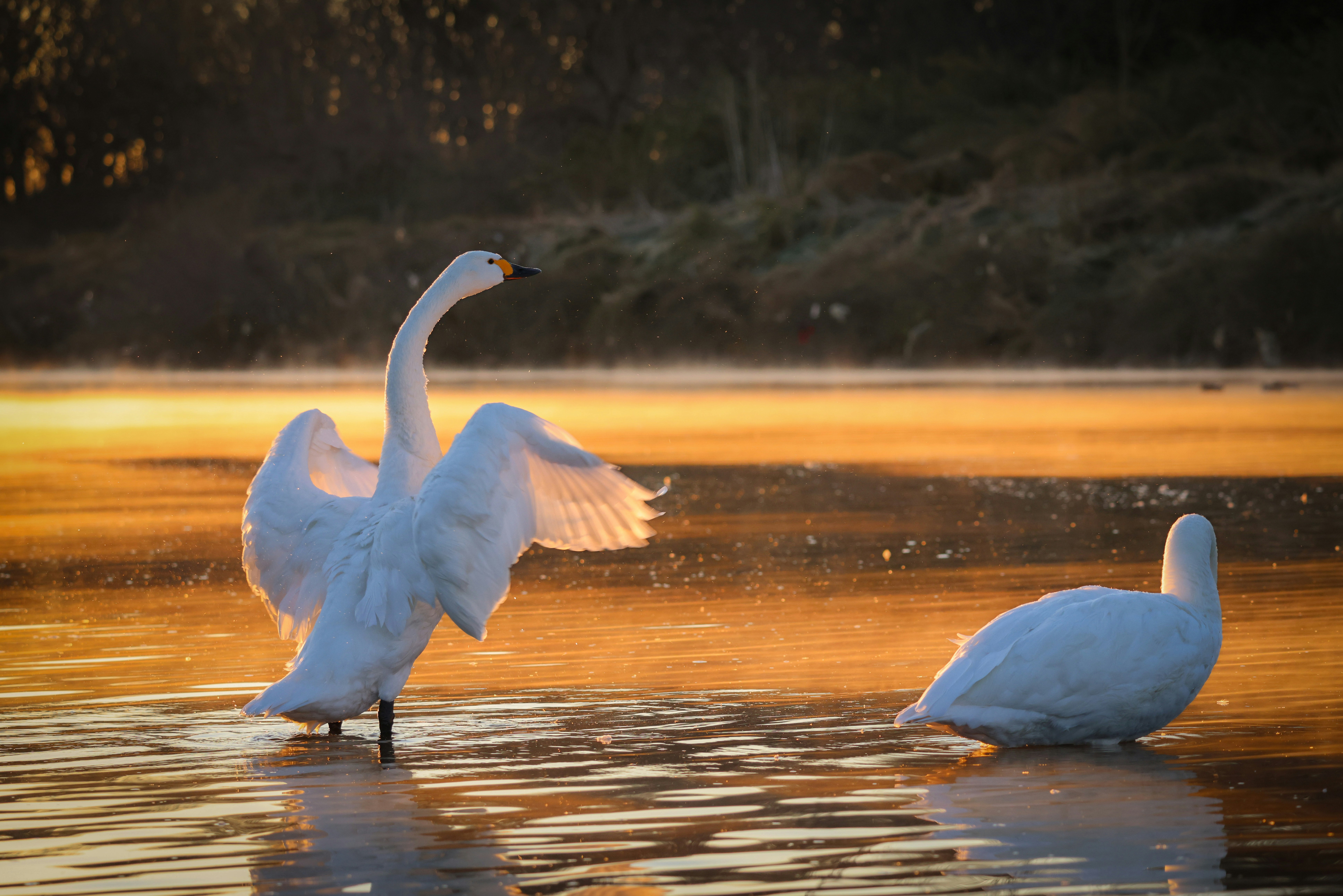 夕暮れの湖面で羽を広げる白鳥ともう一羽