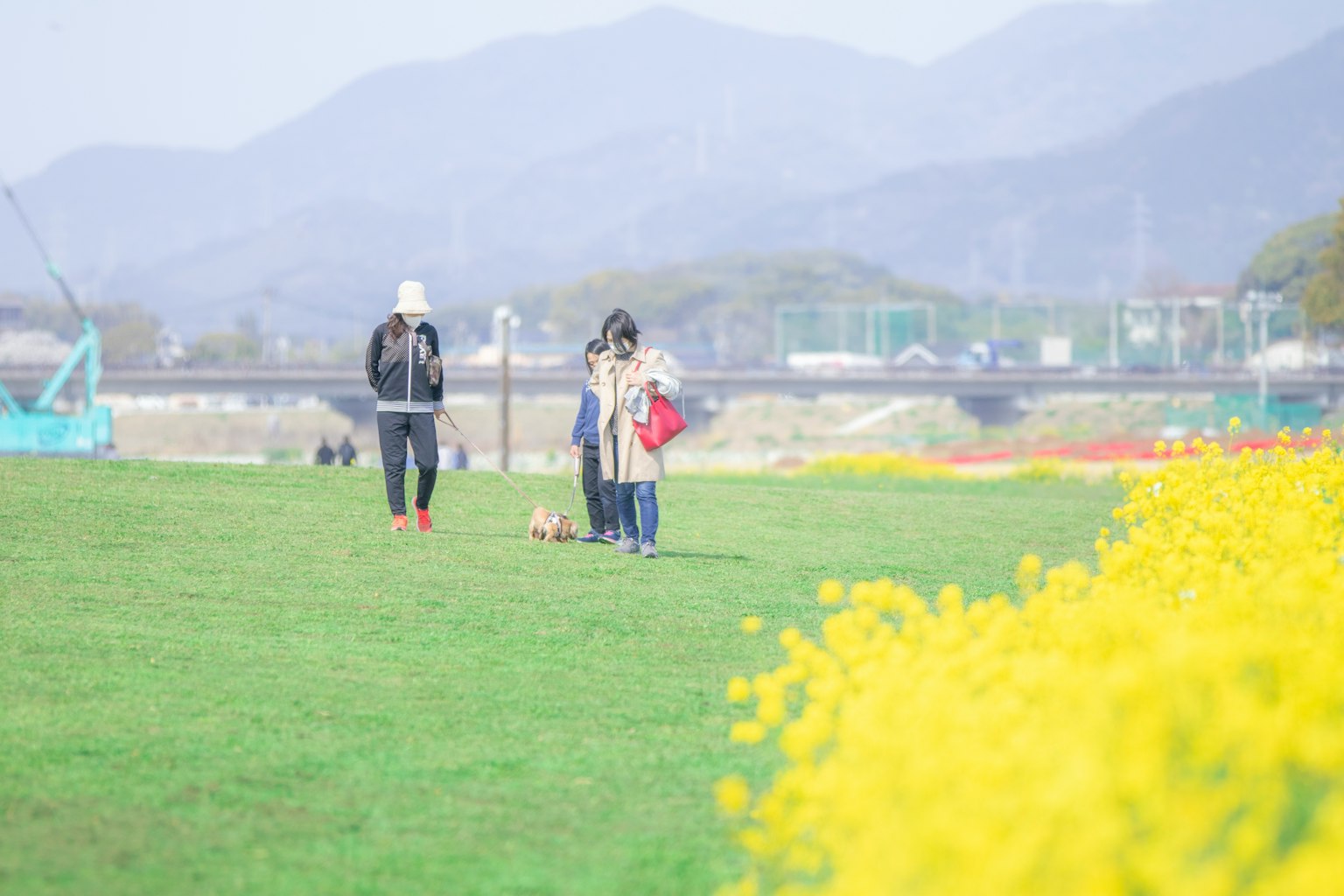 노란 꽃 근처에서 산책하는 사람들