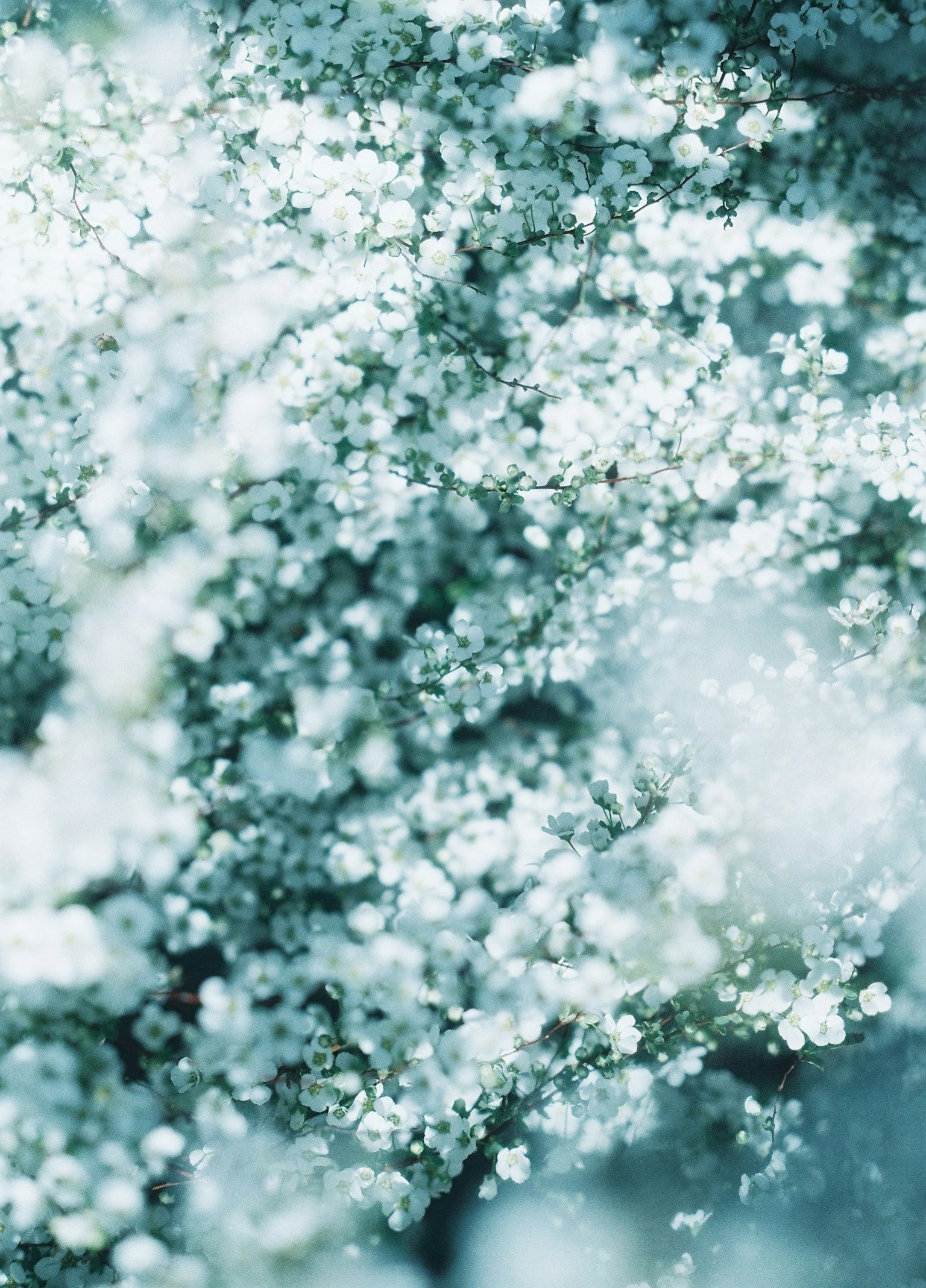 Immagine di piccoli fiori bianchi delicati raggruppati