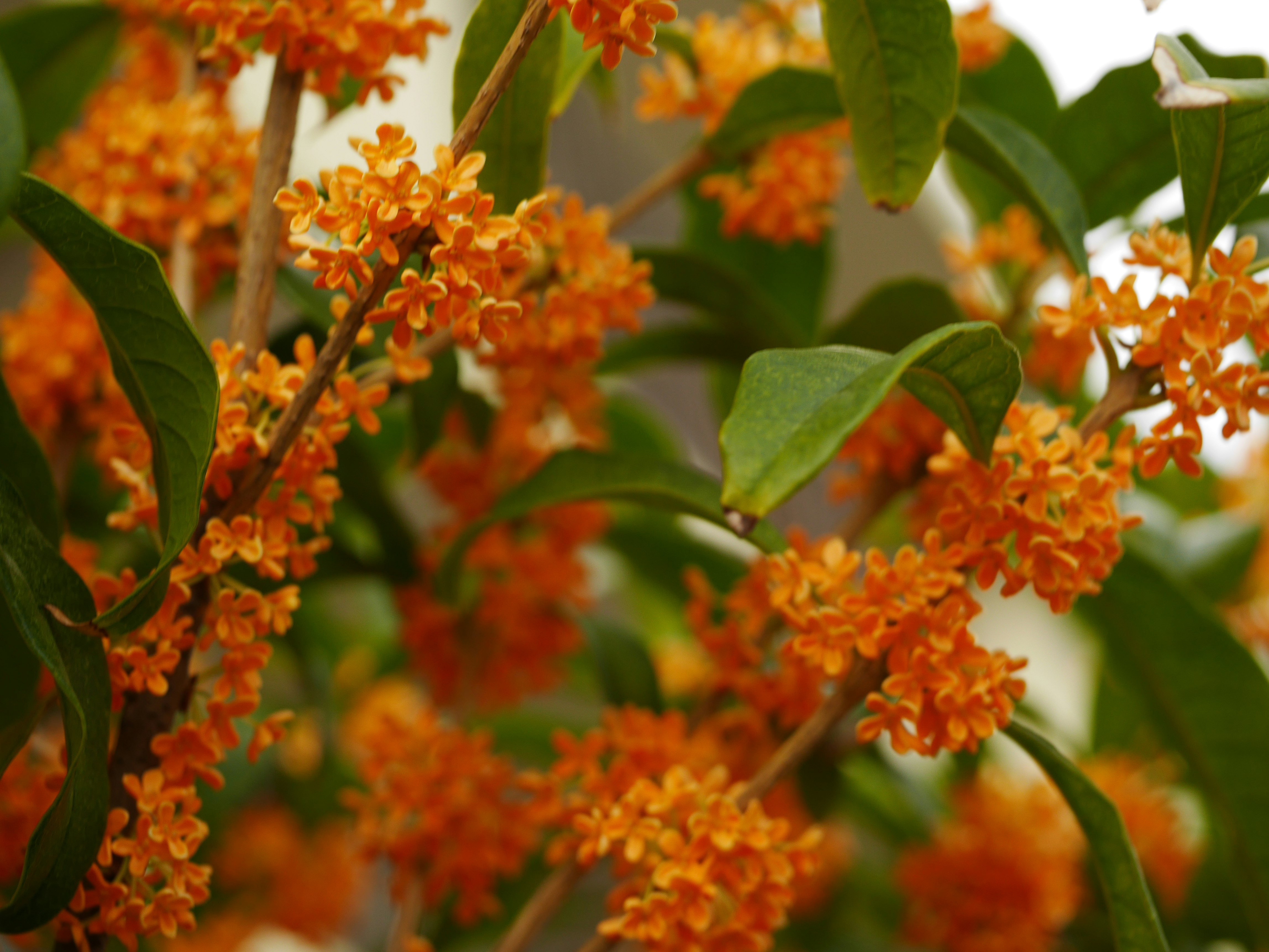 オレンジ色の花が咲く木の枝と葉のクローズアップ