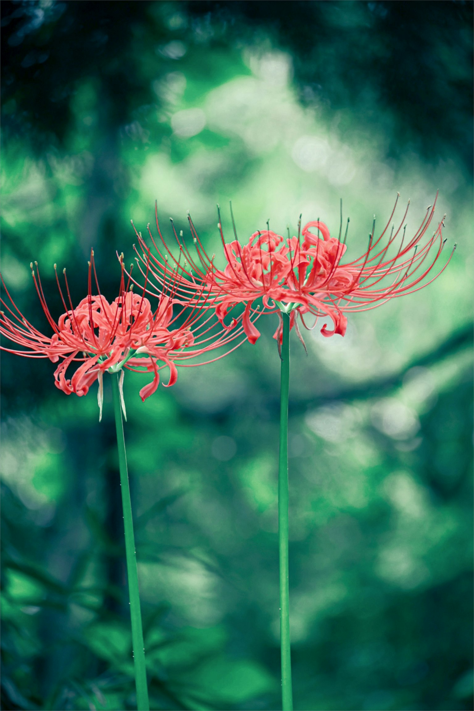 Schöne Szene mit roten Blumen vor grünem Hintergrund