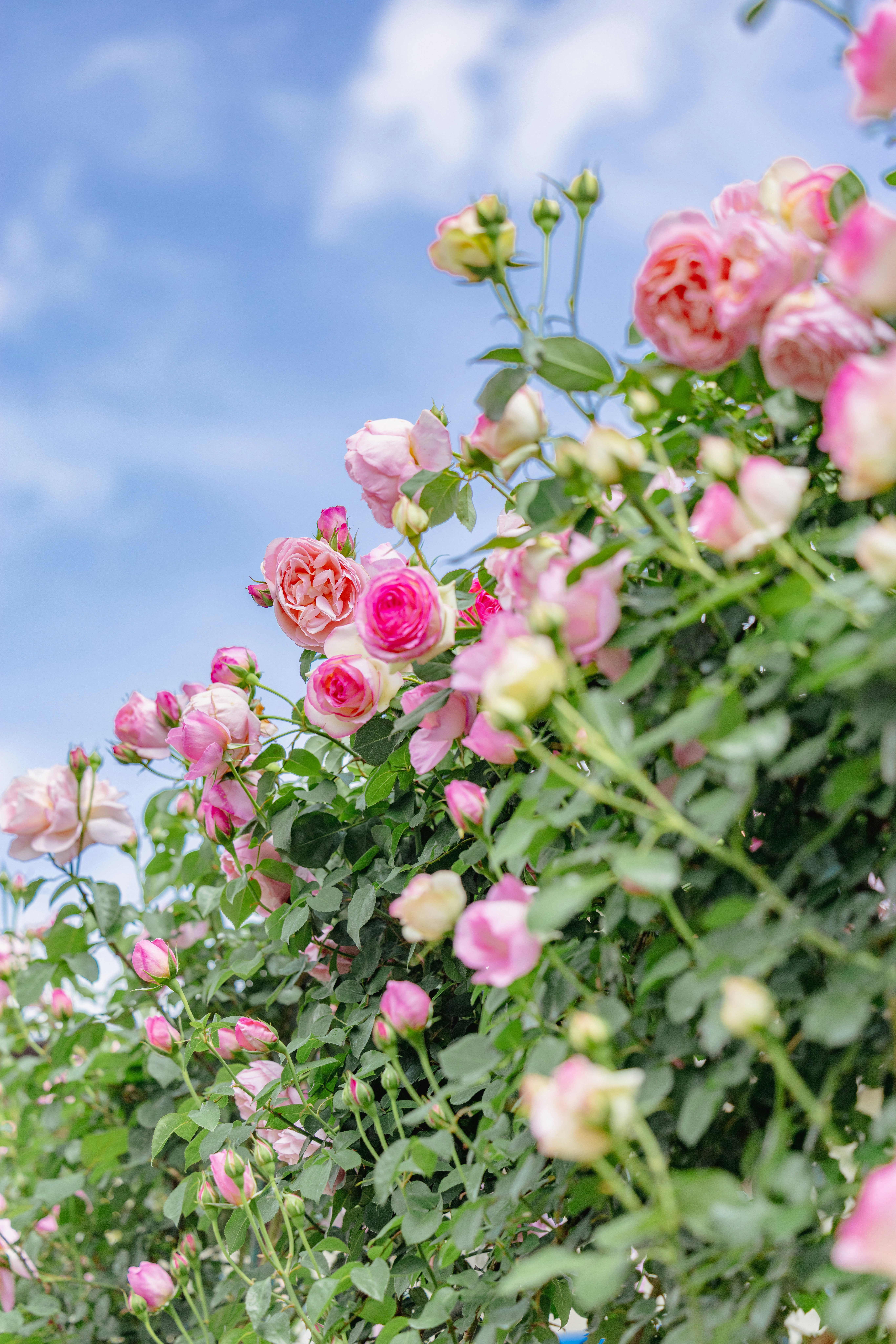 青空を背景に咲くピンクのバラの花束のような群生