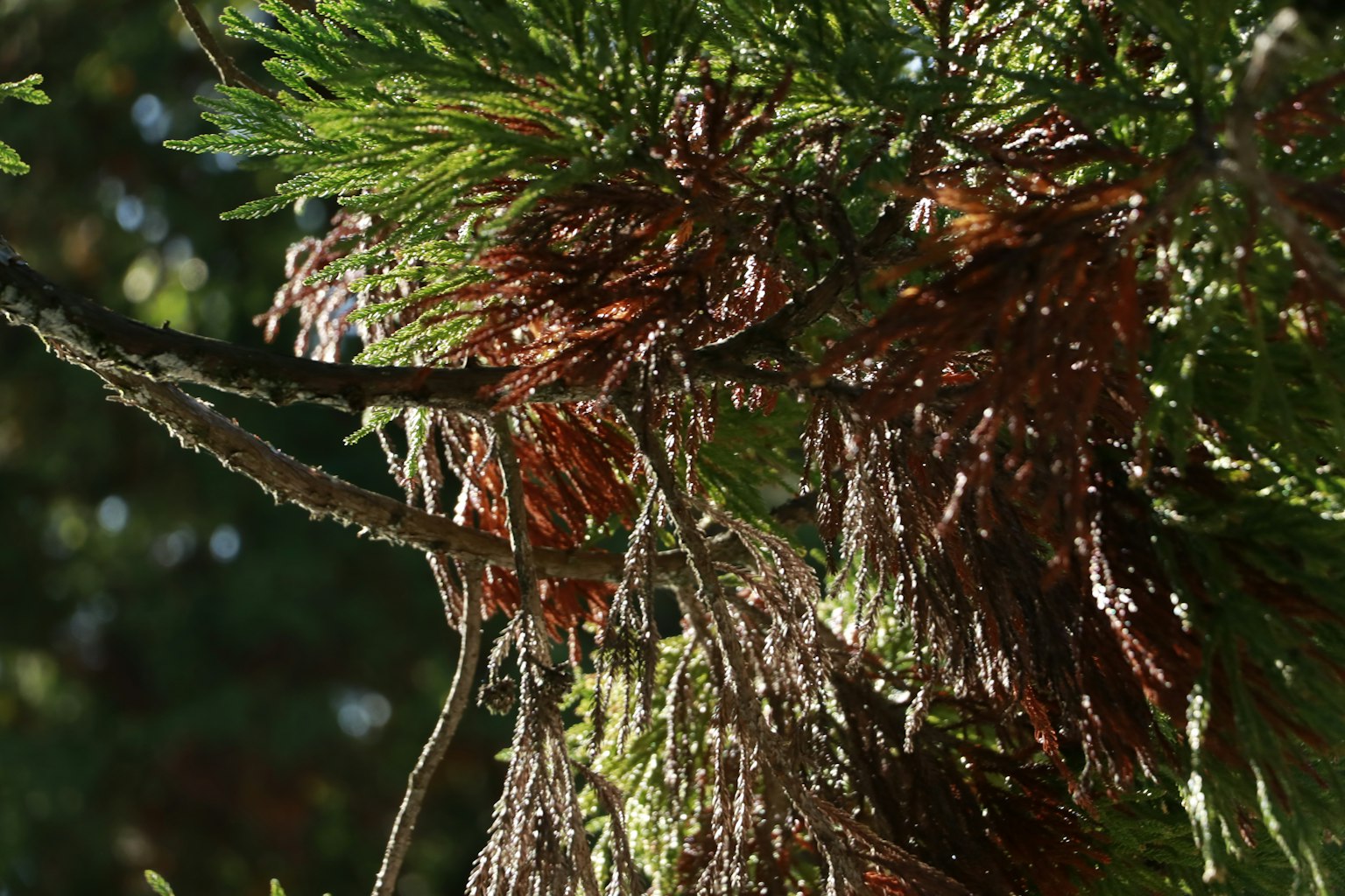 Close-up of tree branches with green and brown foliage