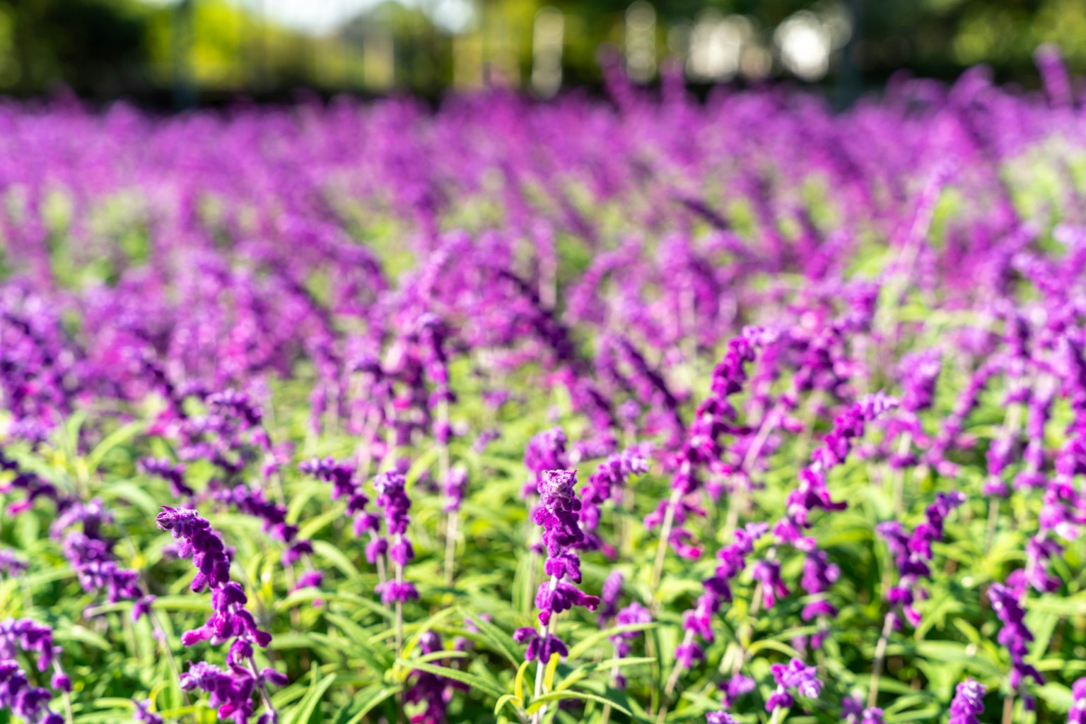 Feld mit lebhaften lila Lavendelblumen