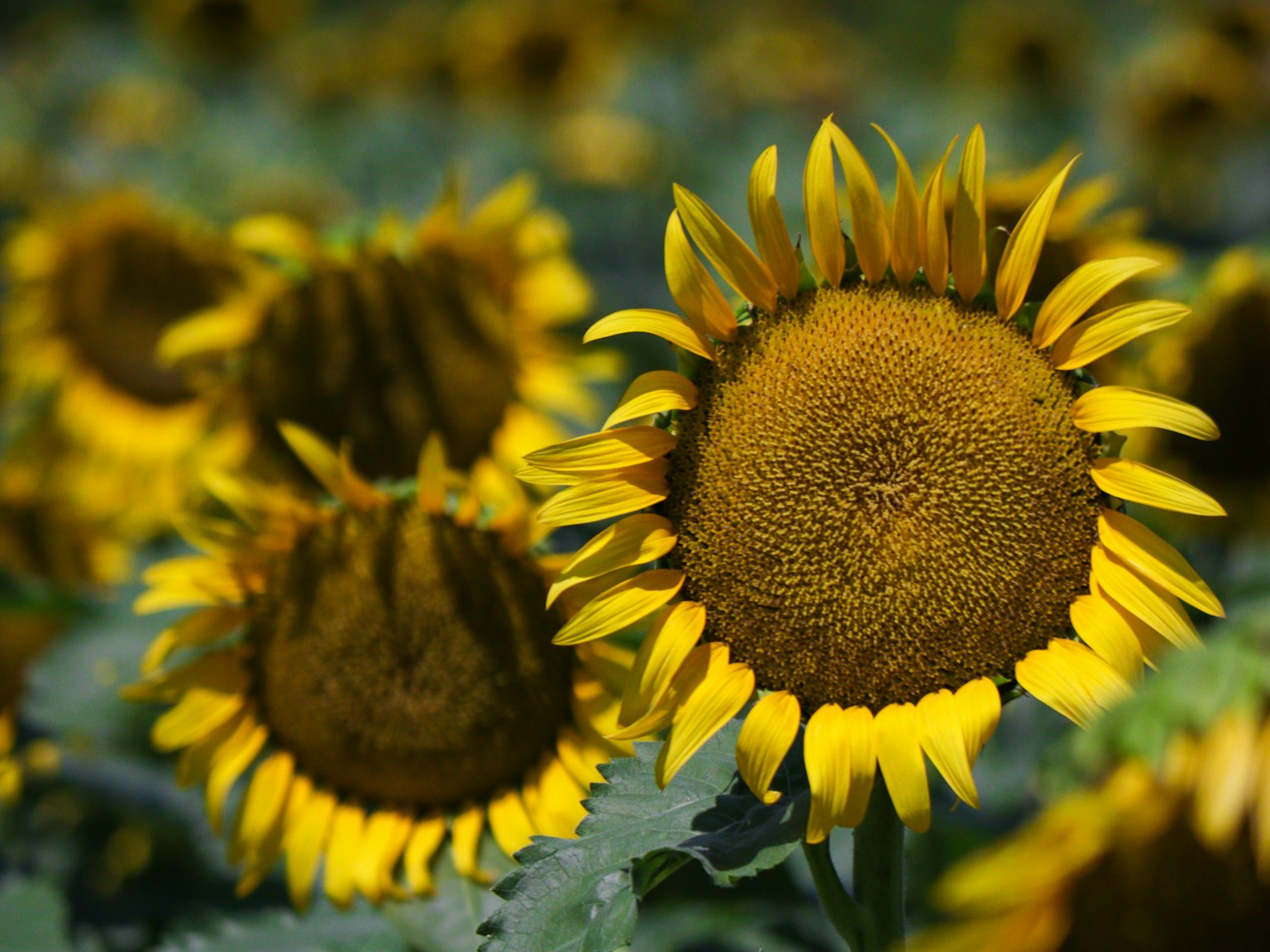 Vibrant sunflowers blooming in a field