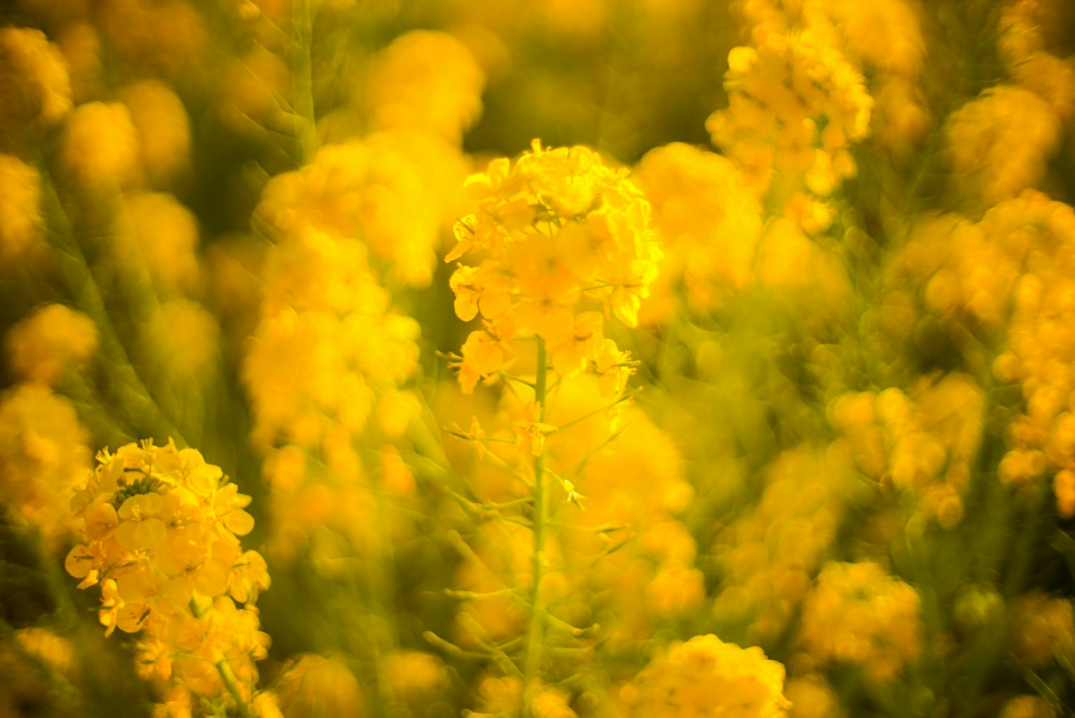 ทุ่งดอกเรปซีดสีเหลืองสดใสที่กำลังบานเต็มที่