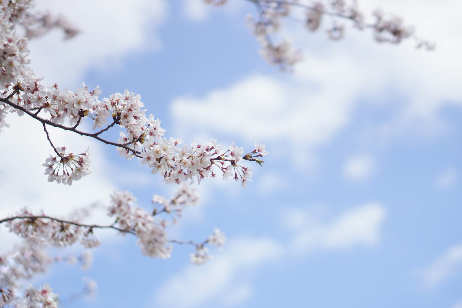 Cherry blossom branches against a blue sky