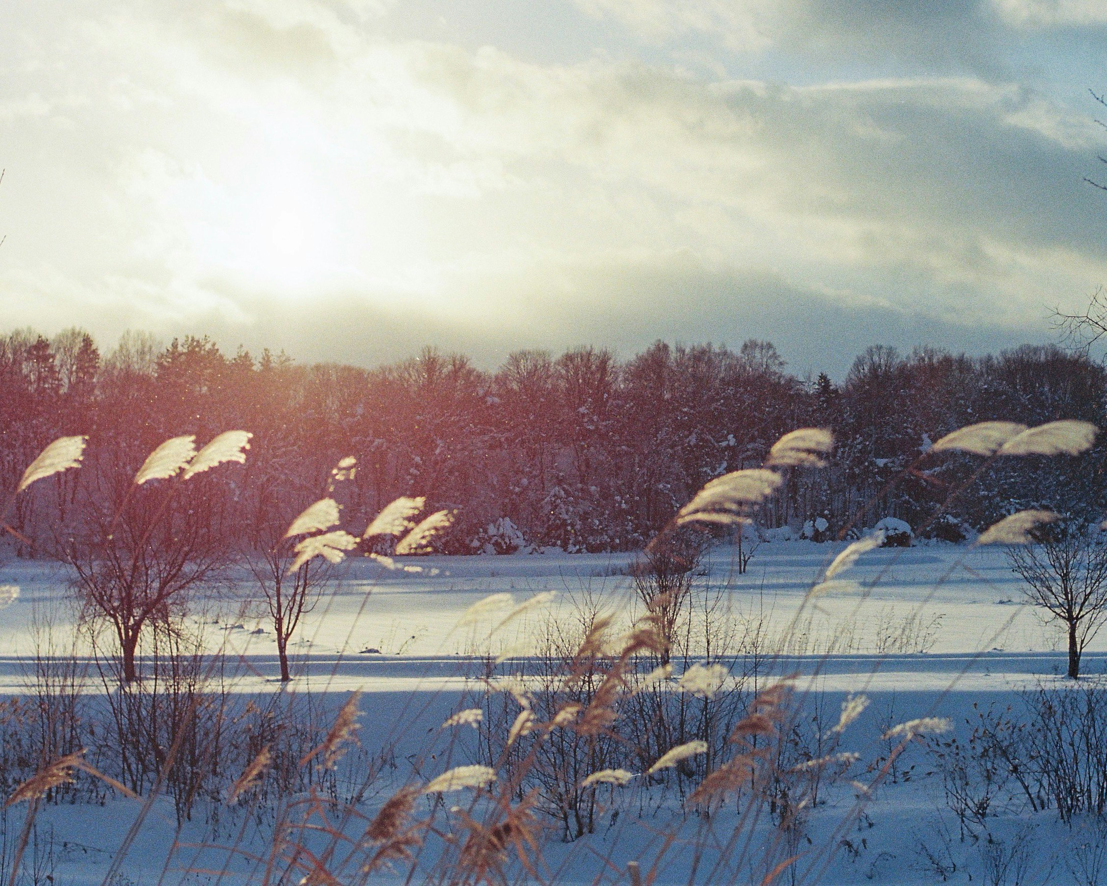 雪の積もる湖畔と冬の木々の風景