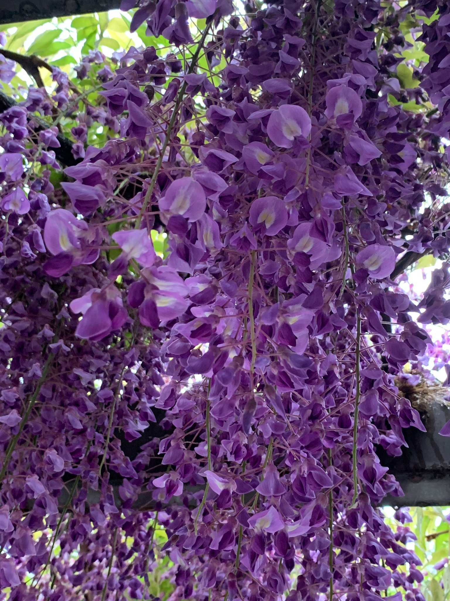 Blaue Glyzinienblüten, die grazil hängen