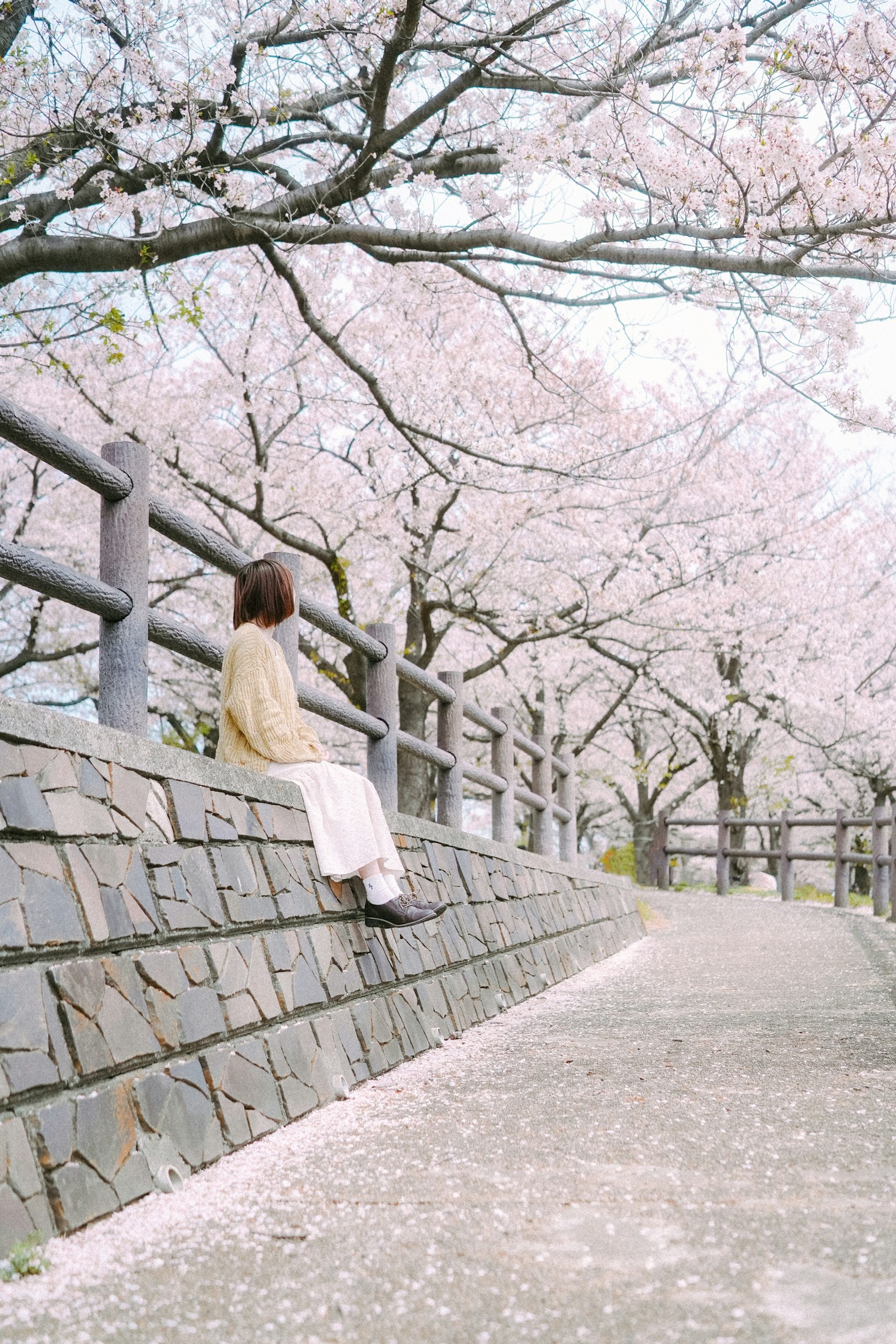 Wanita duduk di dinding batu di bawah pohon sakura
