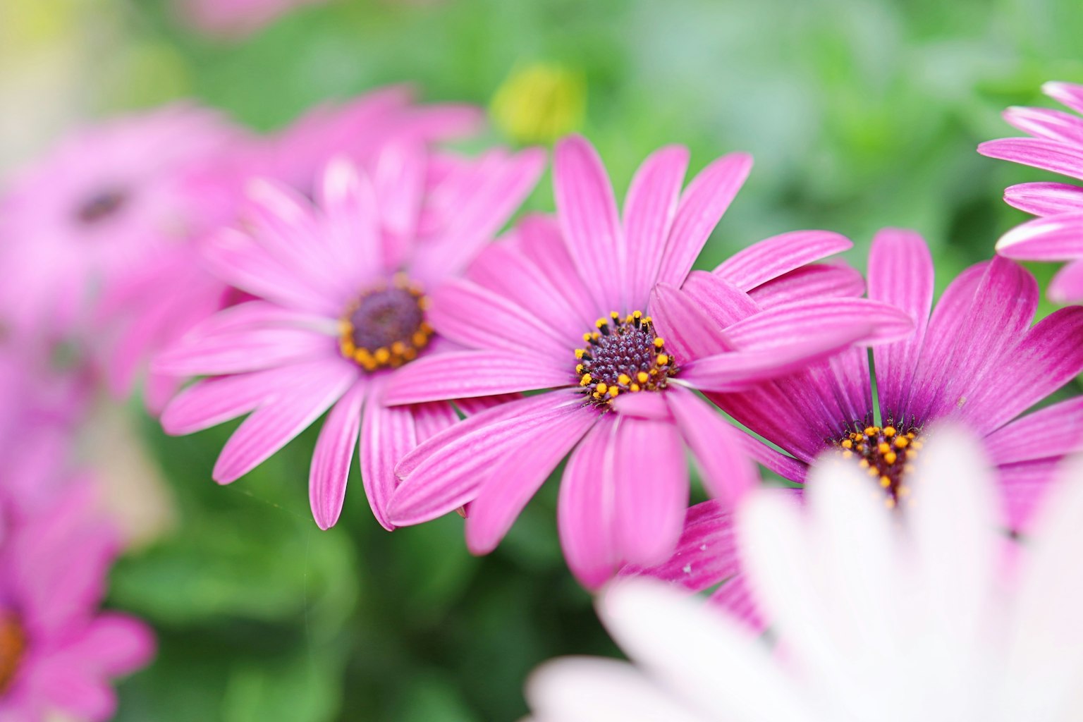 Close-up of vibrant pink flowers with green leaves in the background