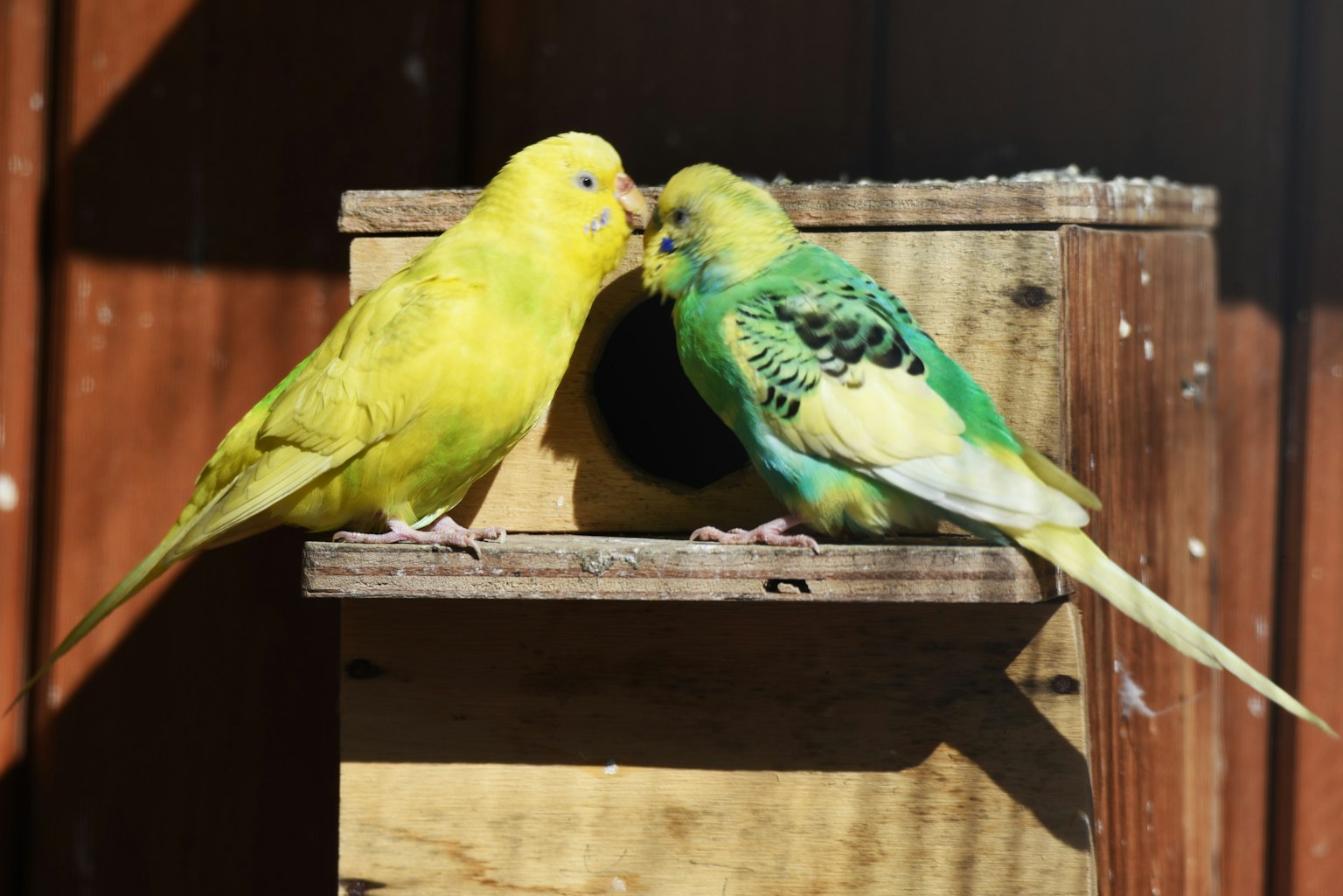 Dos periquitos mostrando afecto Periquitos amarillos y verdes juntos frente a una caja nido de madera
