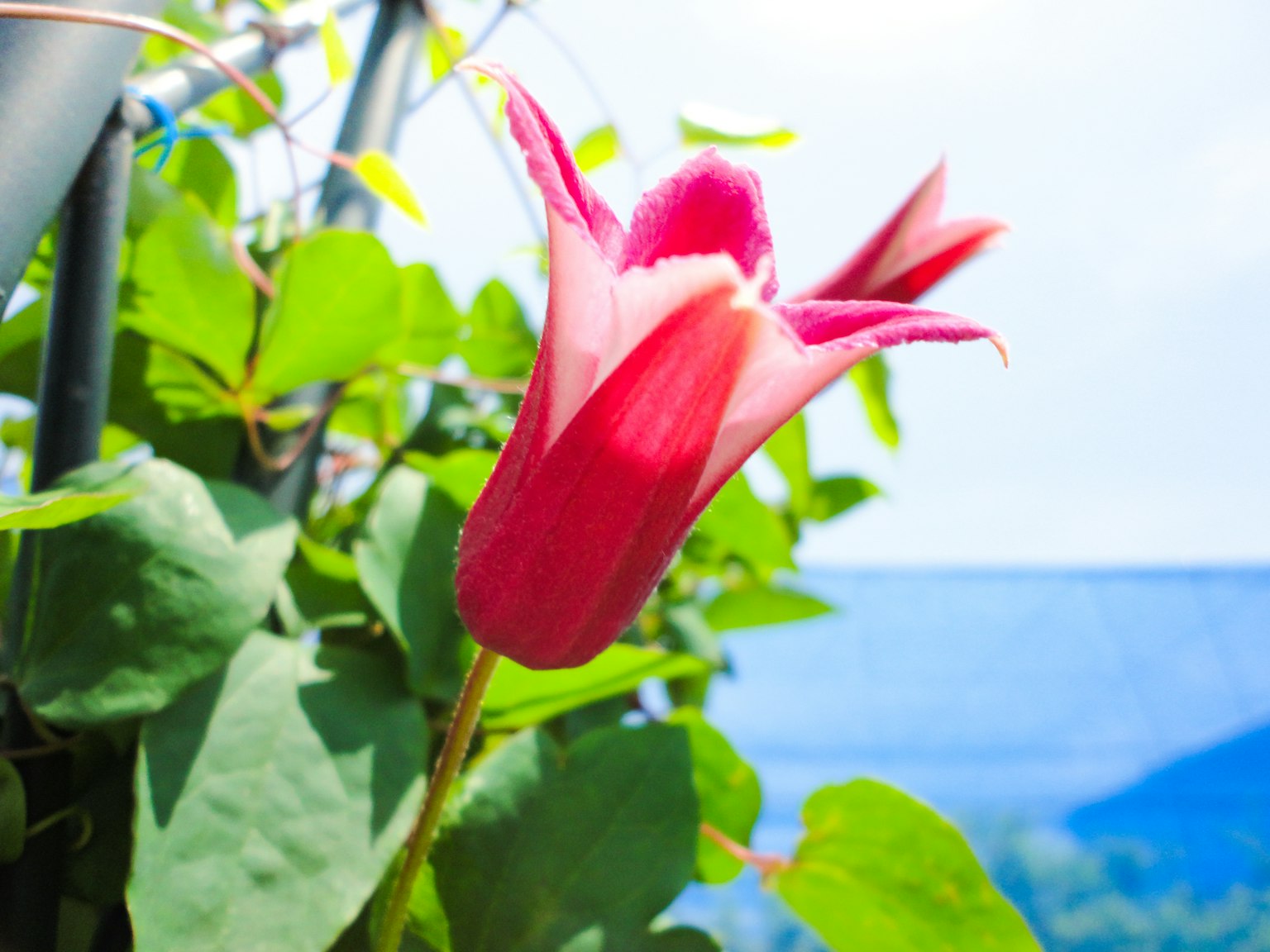 Rote Blume mit grünen Blättern vor blauem Himmel
