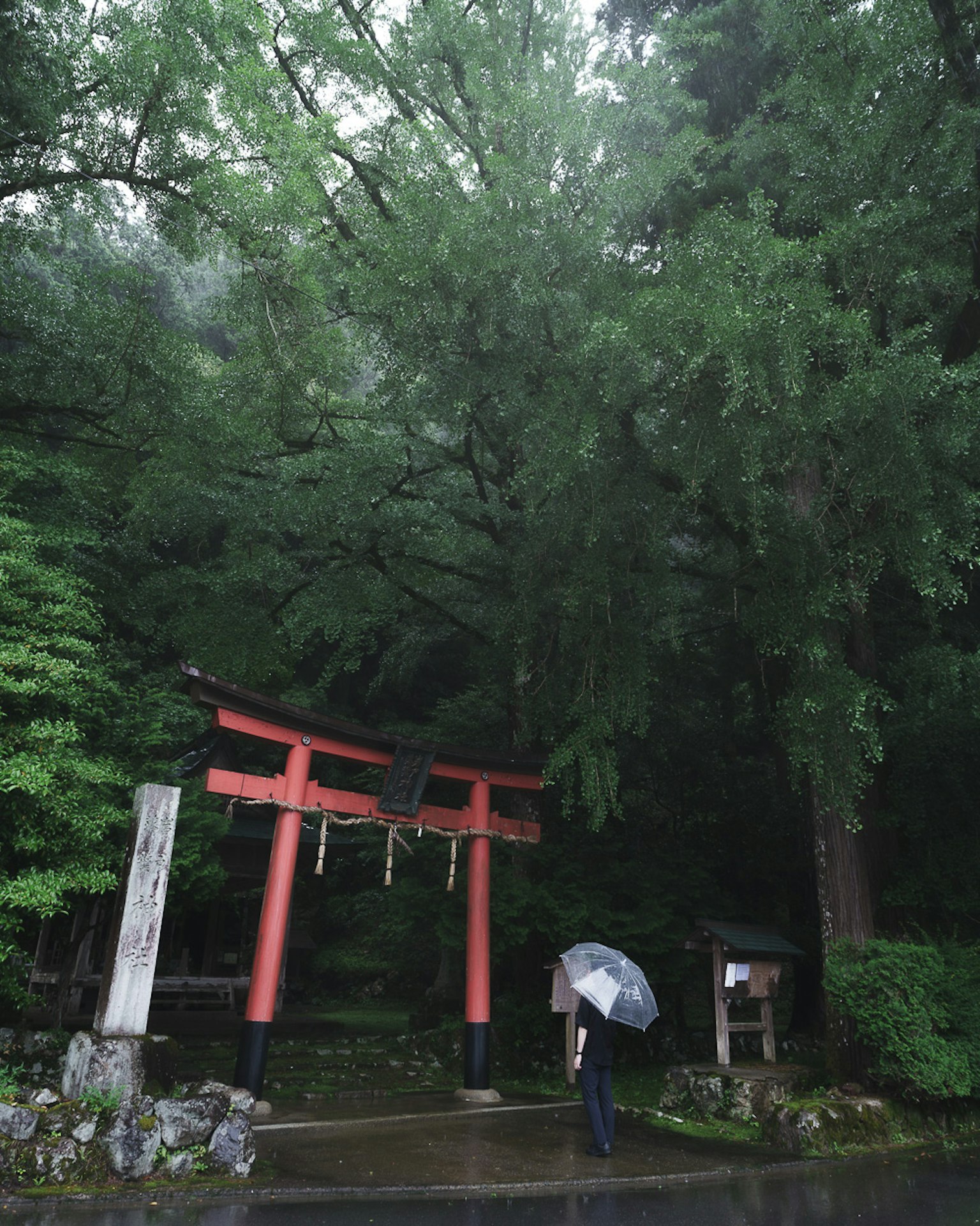 Cổng torii đỏ đứng trong rừng xanh tươi với một người cầm ô