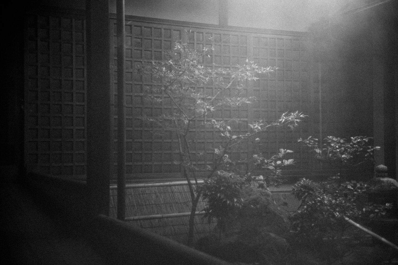 日本の伝統的な庭園のモノクロ写真 照明の効果で幻想的な雰囲気が漂う