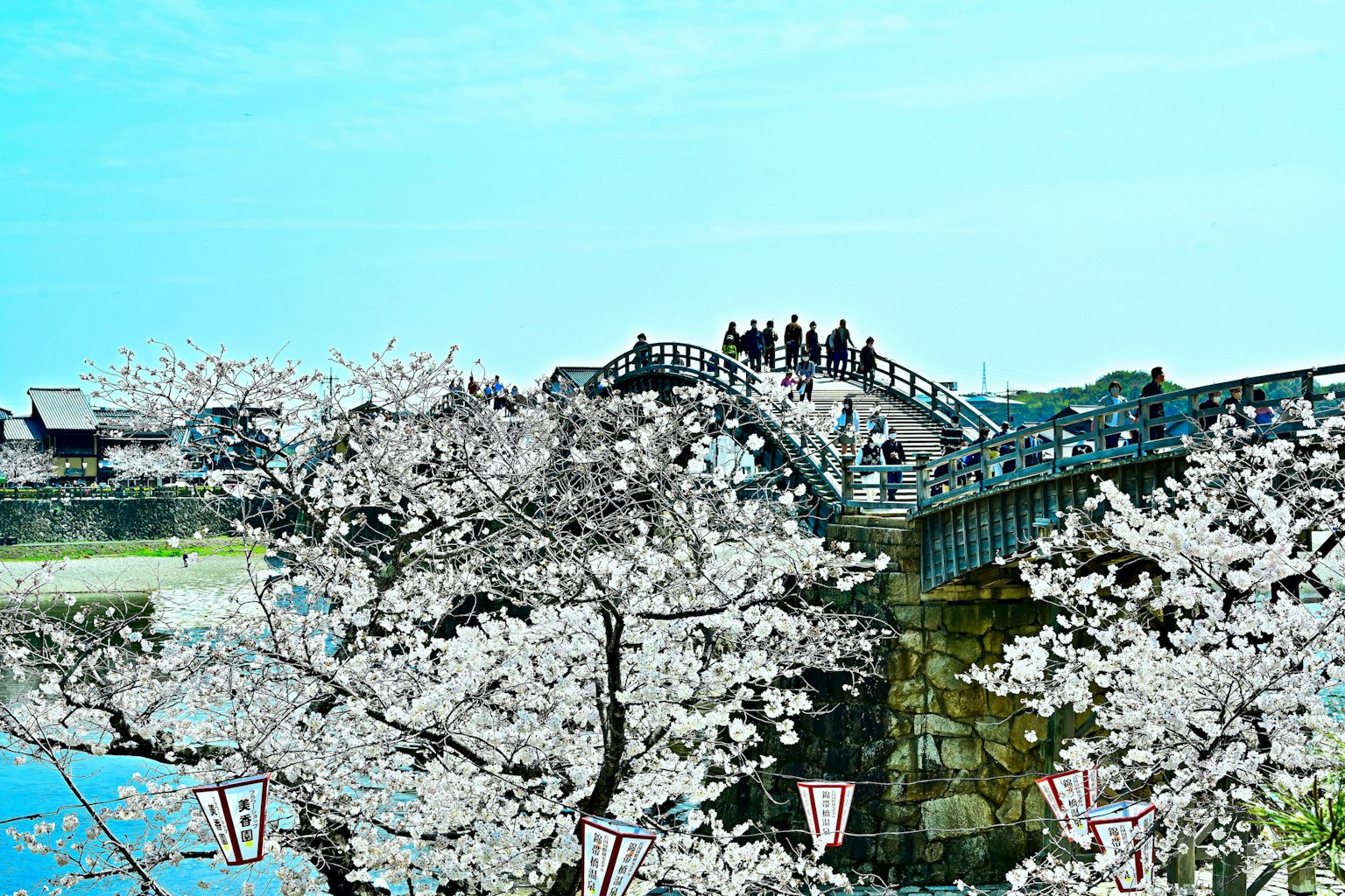 Kirschblütenbäume in der Nähe einer Brücke unter einem blauen Himmel