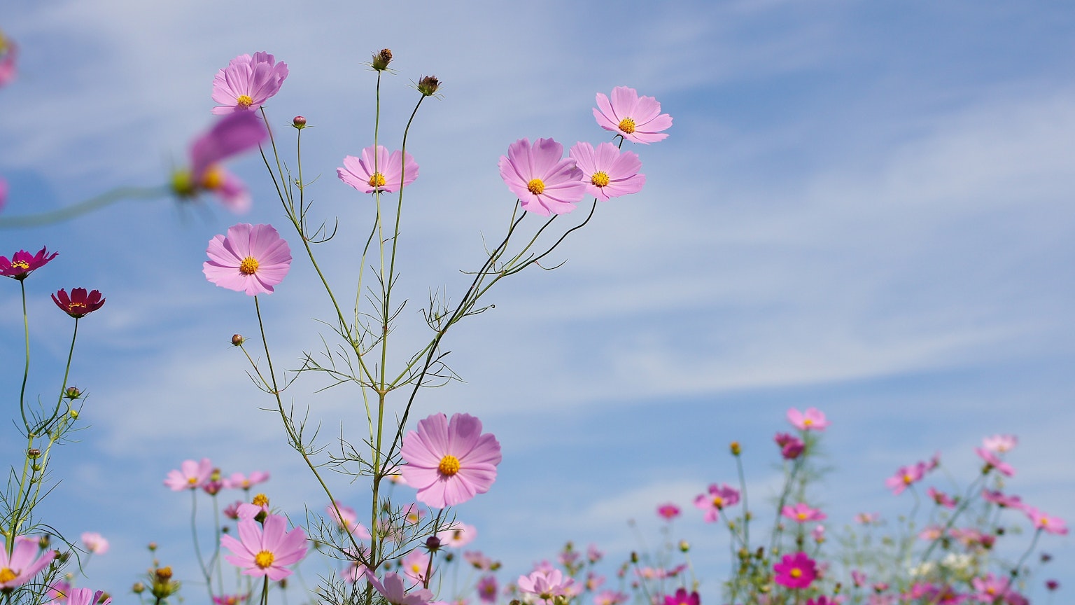 Fiori di cosmos rosa che fioriscono sotto un cielo blu