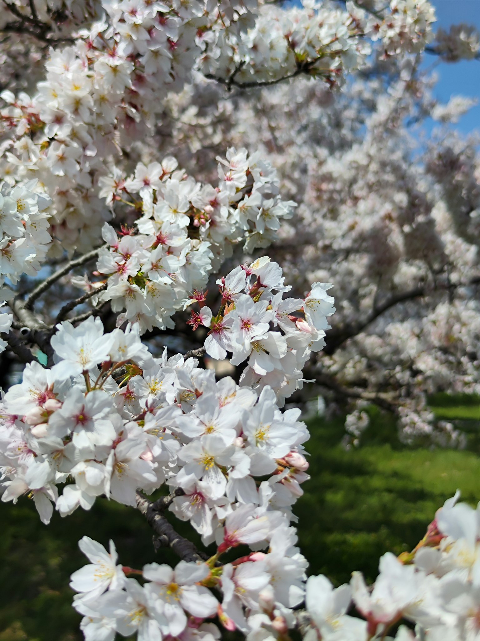 Hermosa vista de cerezos en flor