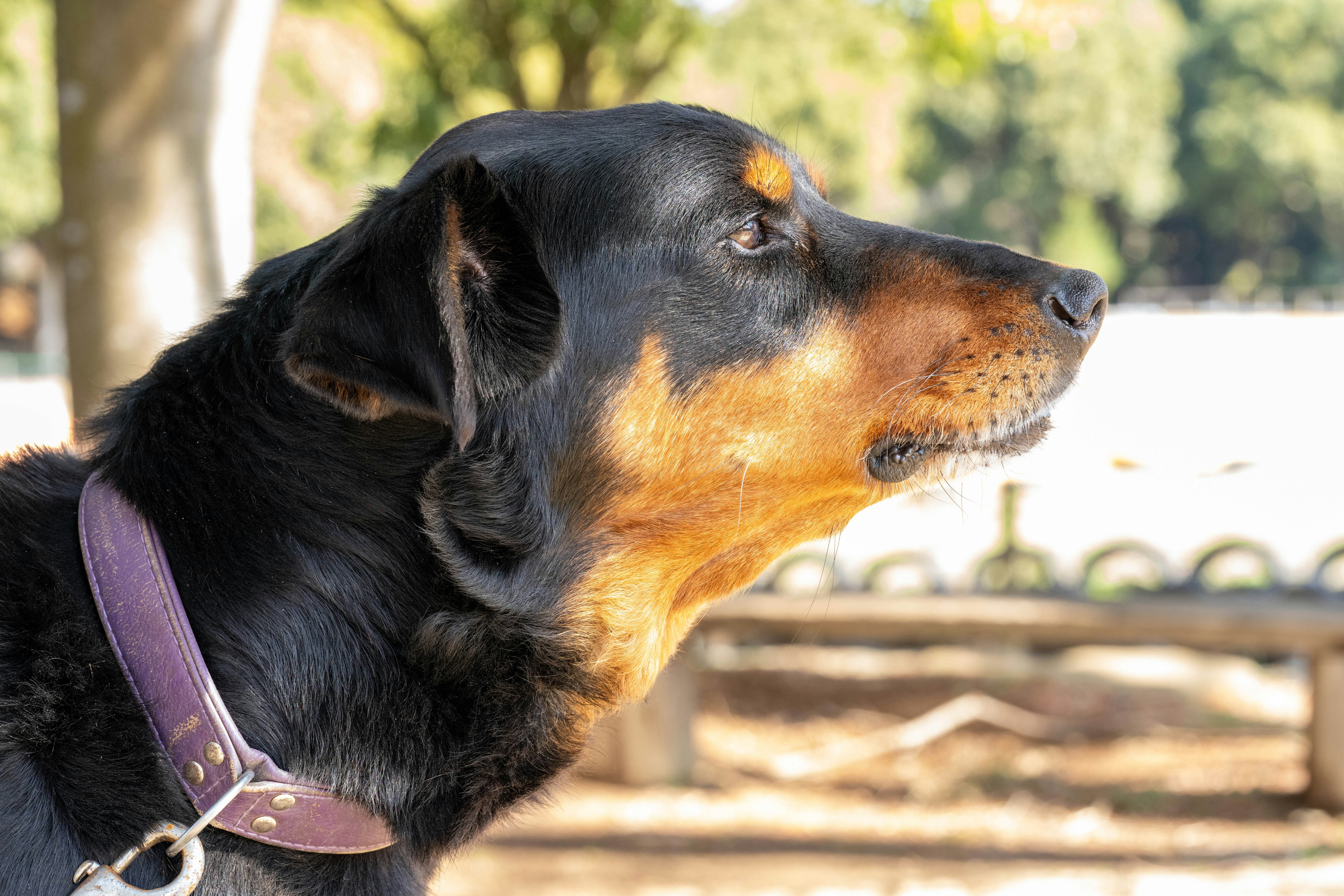 Un perro negro y marrón mirando de lado en un parque