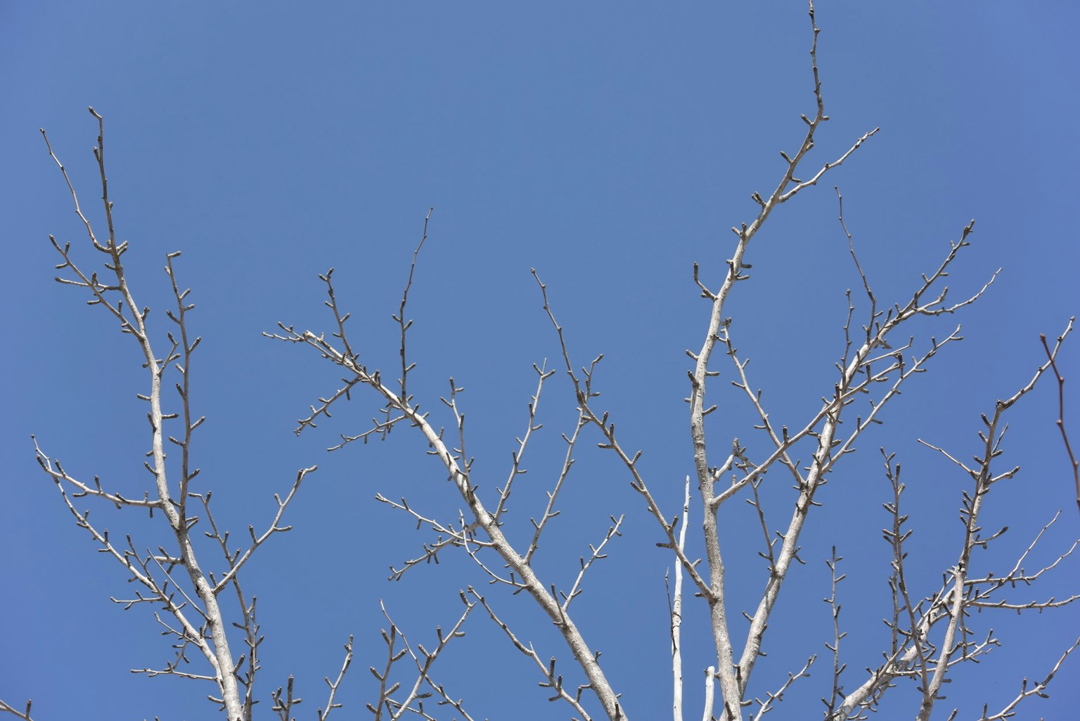 Nackte Äste eines Baumes vor einem klaren blauen Himmel