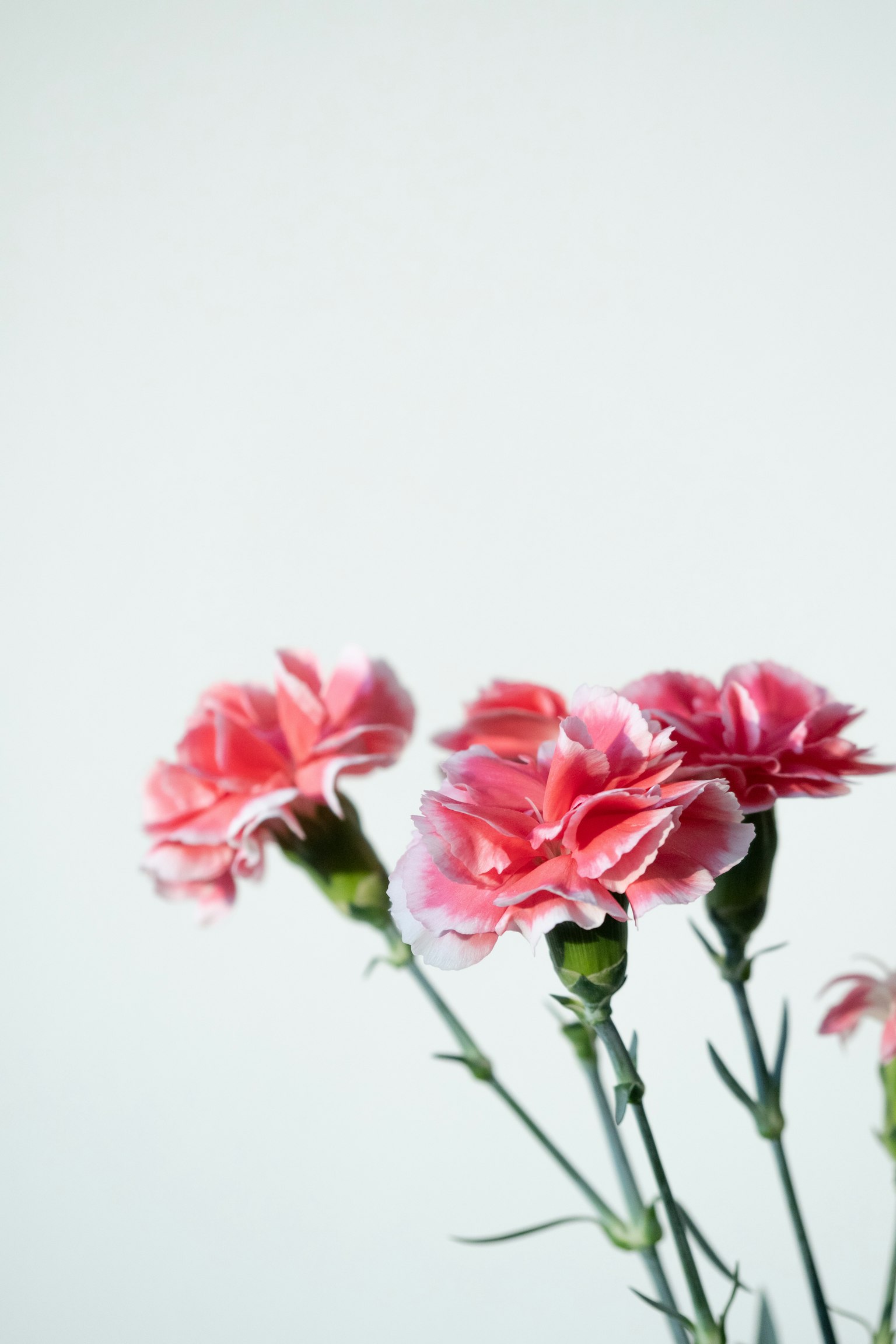 Un ramo de claveles rosas destaca sobre un fondo claro