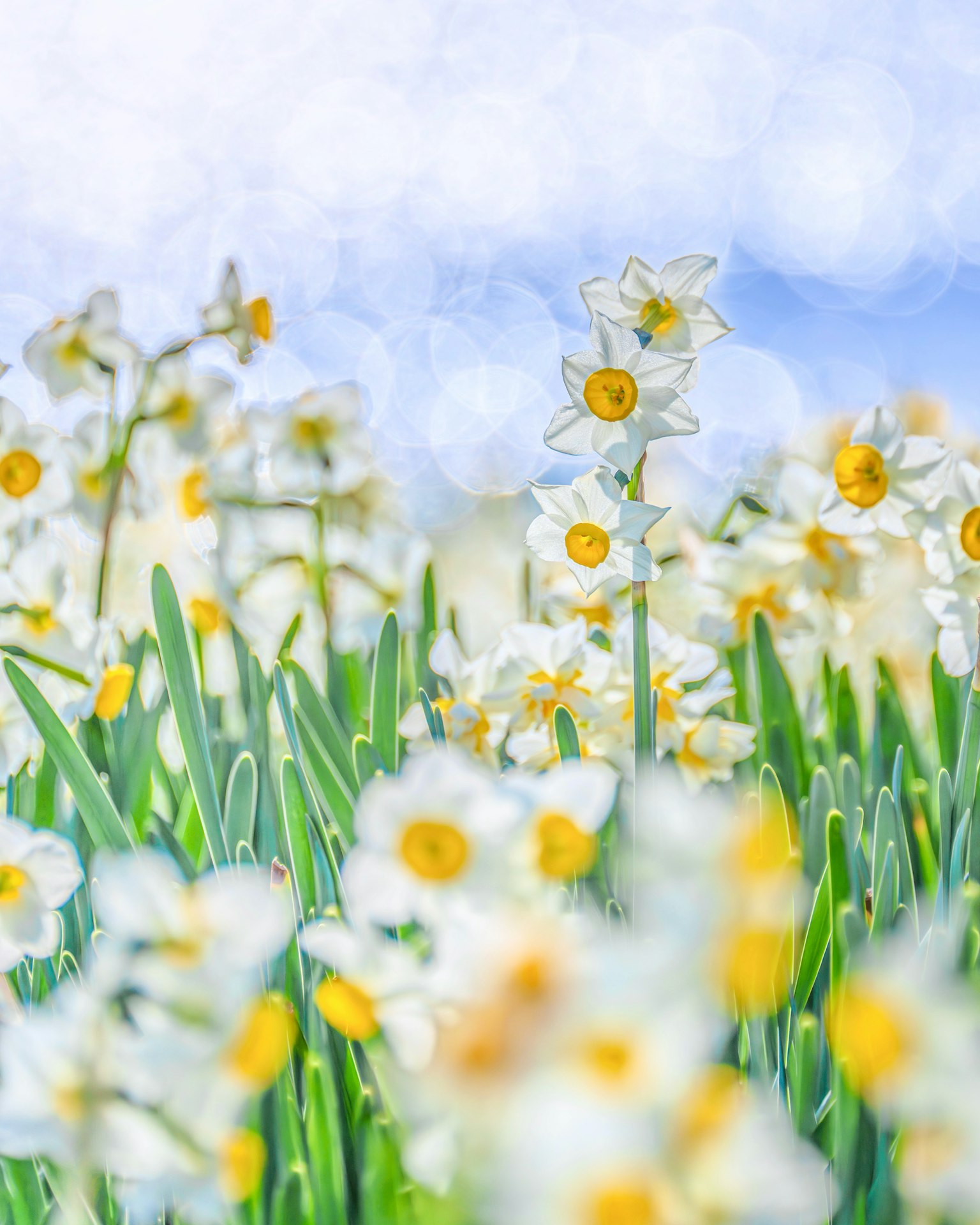 Field of blooming daffodils with white petals and yellow centers against a blurred background