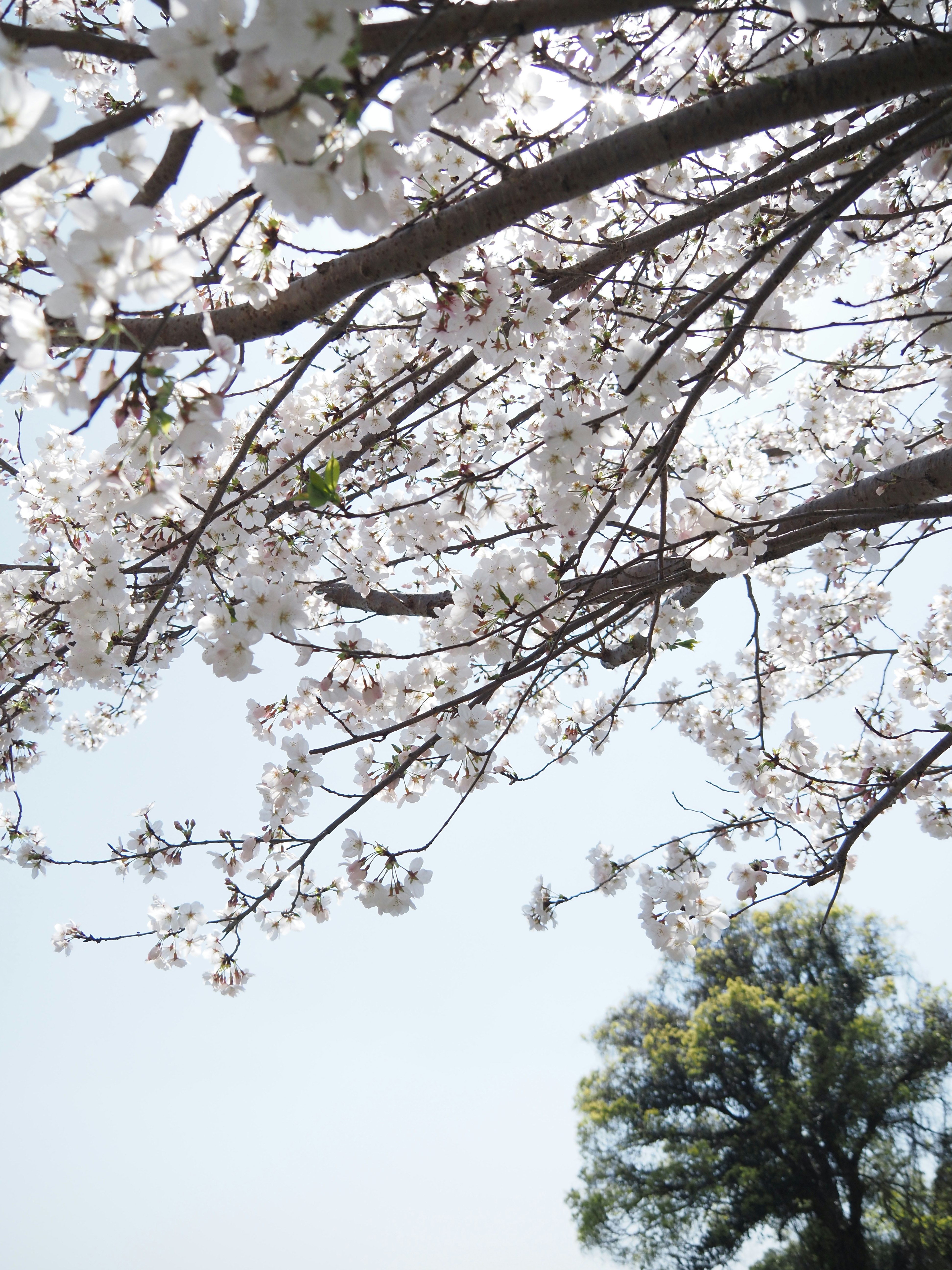 桜の花が枝に咲く空の下の風景