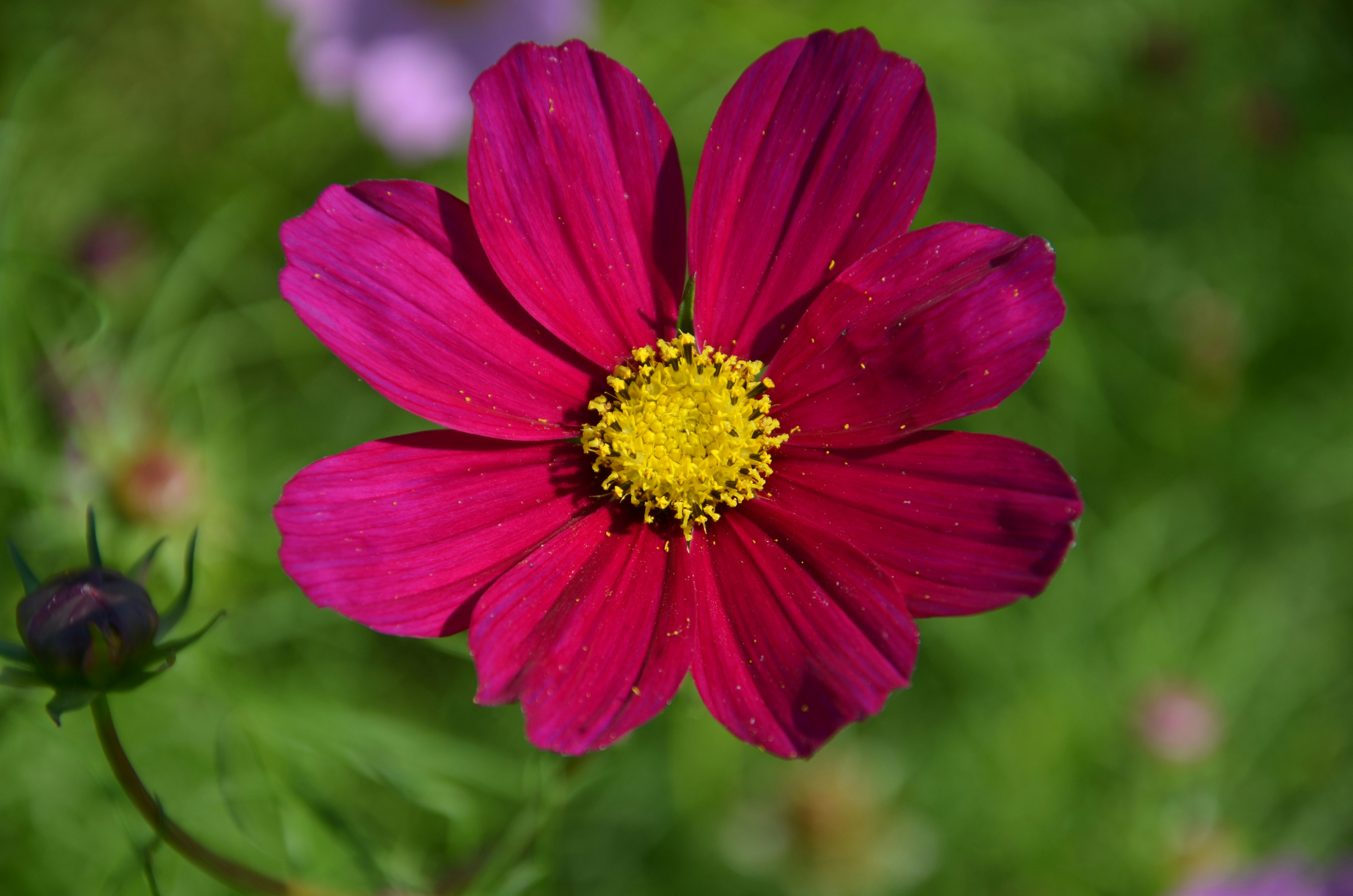 鮮やかなピンクのコスモスの花と黄色い中心
