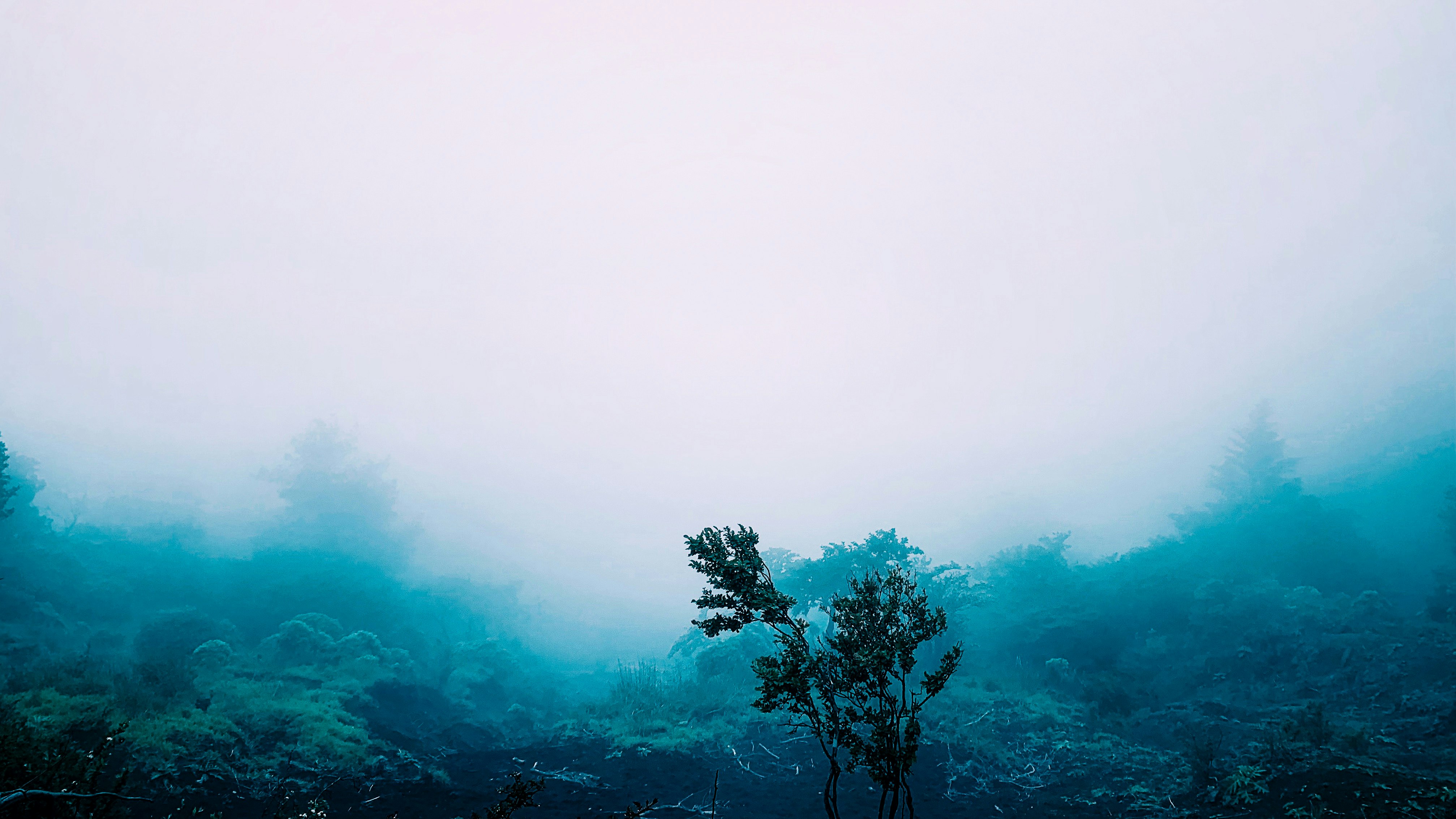 arbres dans une forêt brumeuse et atmosphère onirique