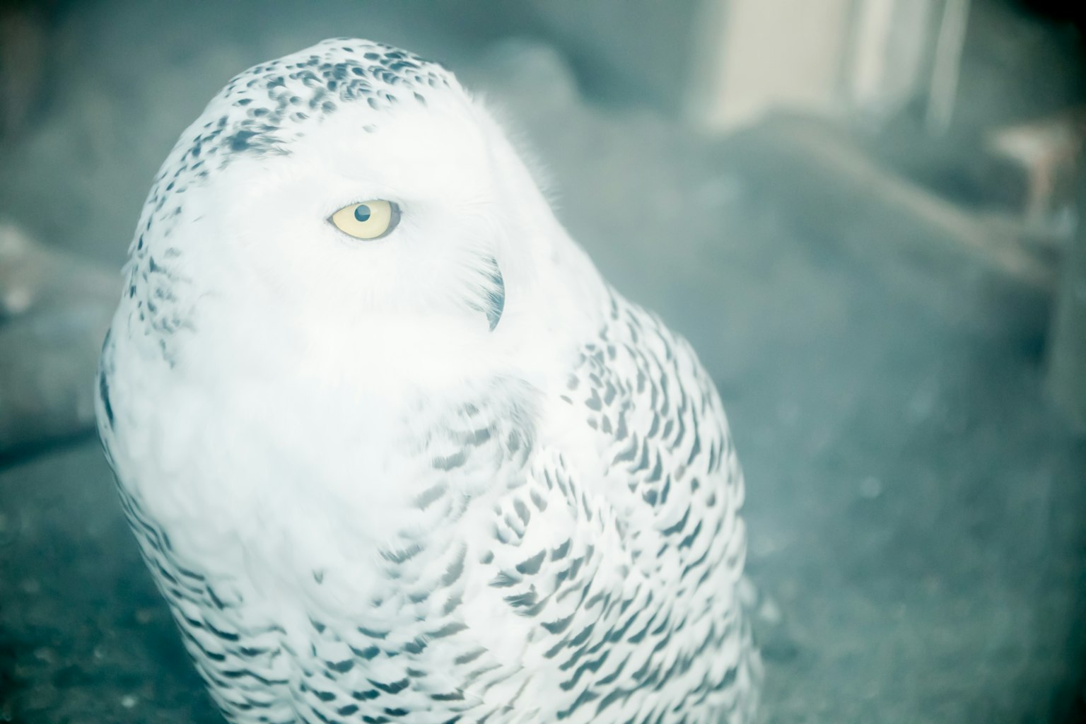 Nahaufnahme eines Schnee-Eulen mit markanten gelben Augen