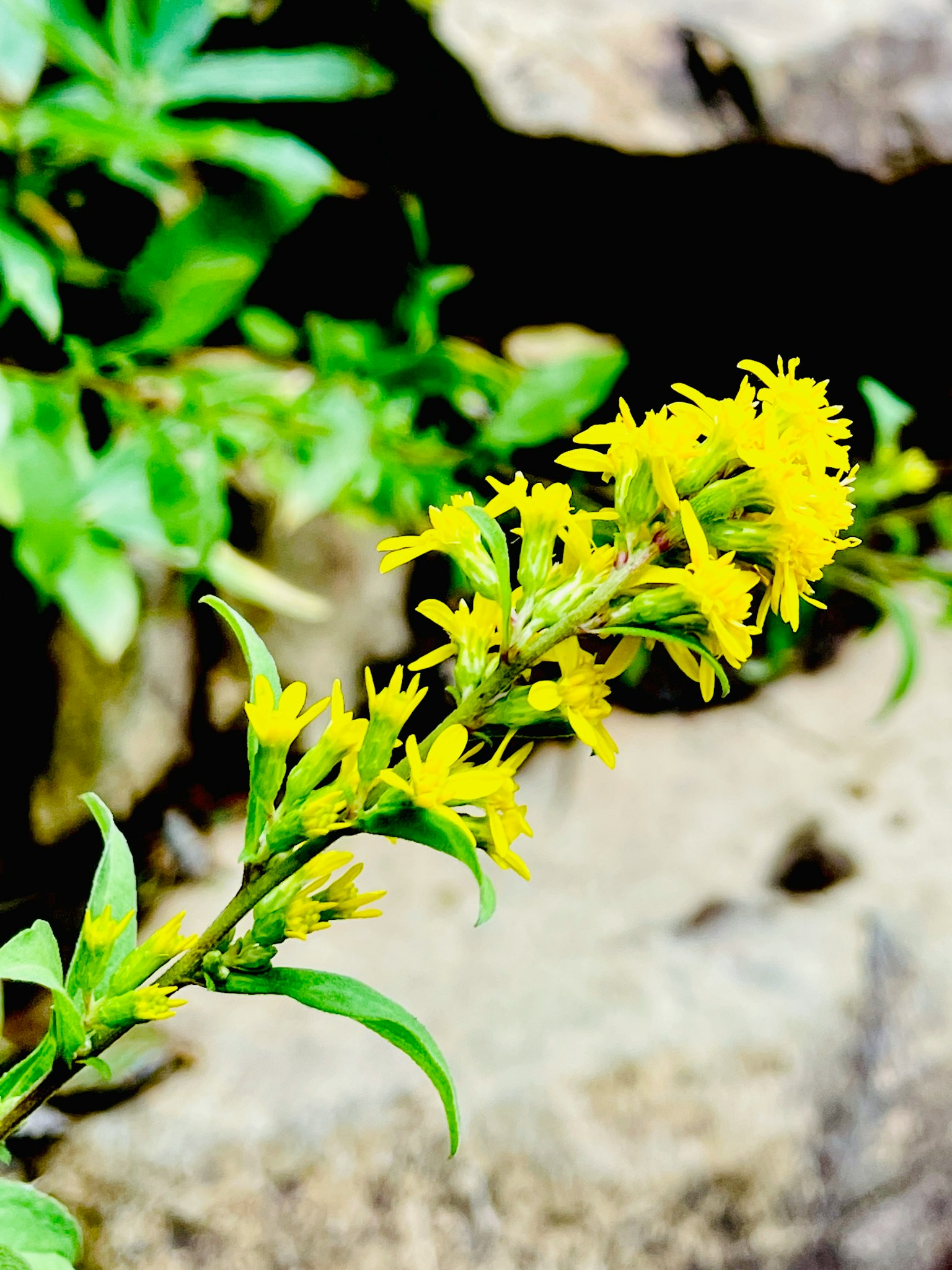 Primo piano di una pianta con fiori gialli con rocce sullo sfondo