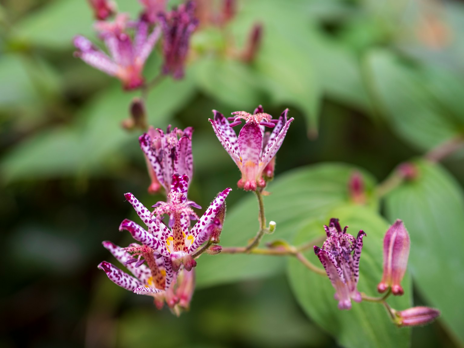 Hoa tím của cây hoa lily cóc nở giữa những chiếc lá xanh