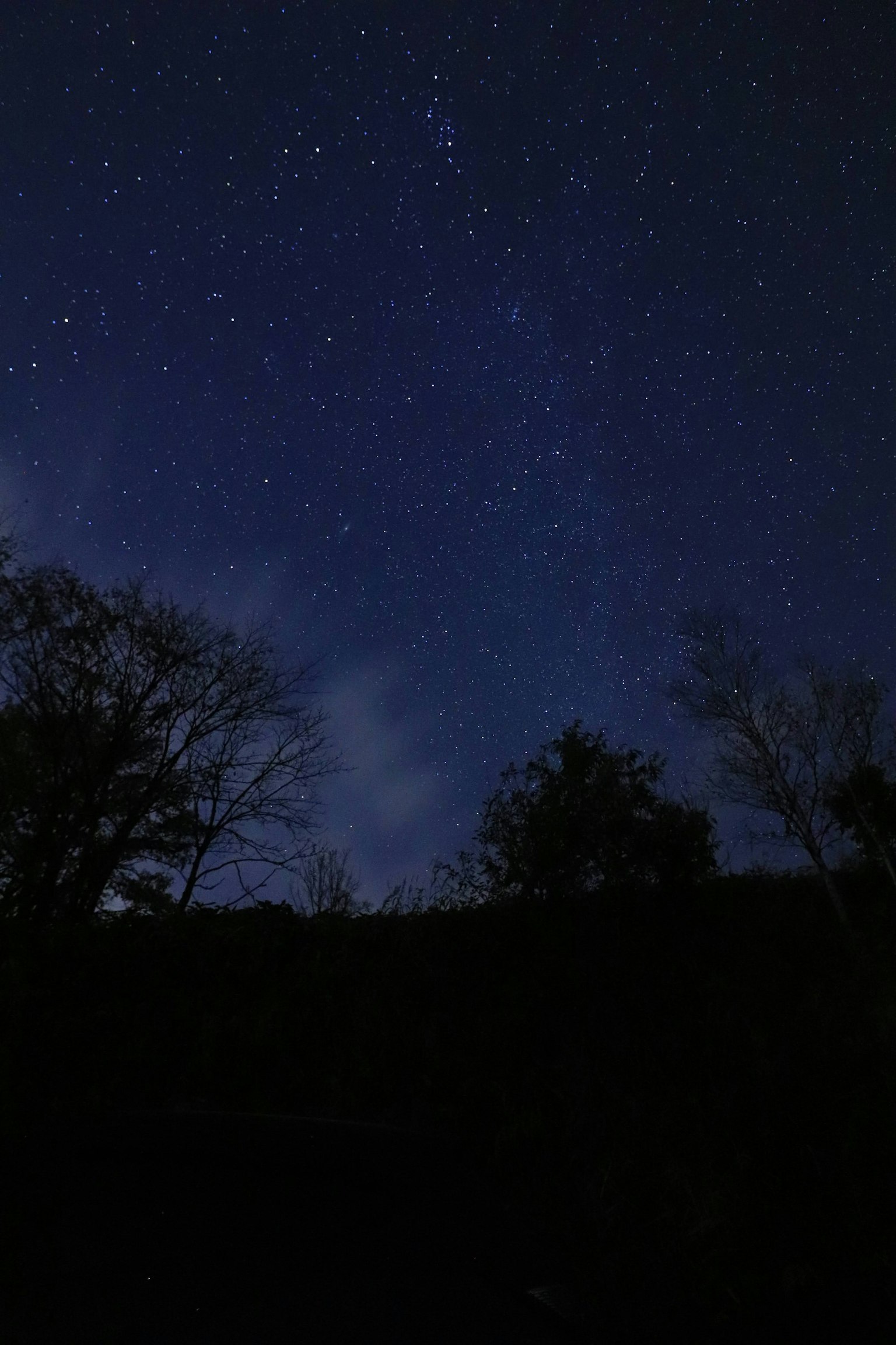 Ciel nocturne rempli d'innombrables étoiles et d'arbres en silhouette