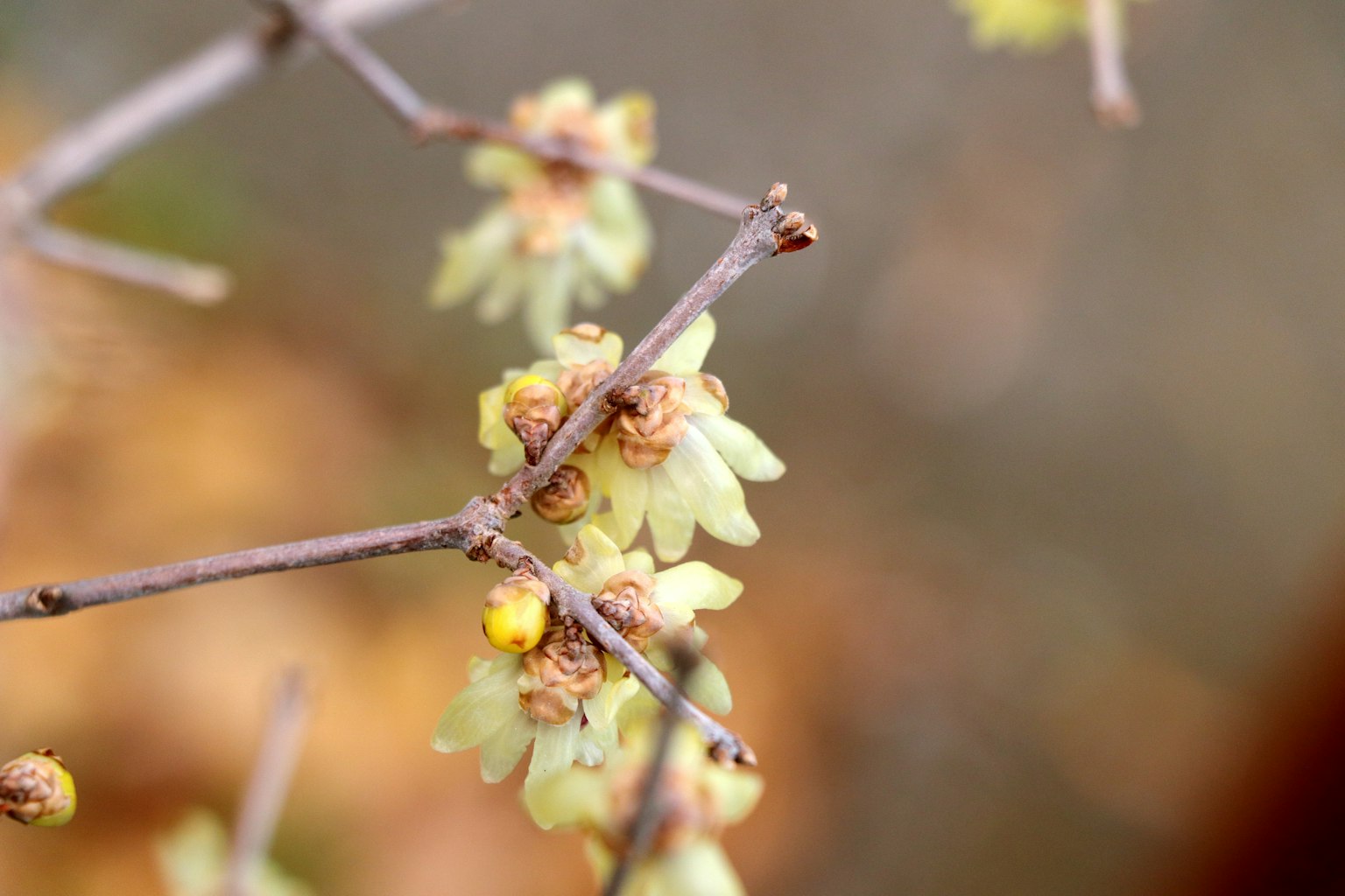 Close-up dari cabang tipis dengan bunga kuning yang mekar