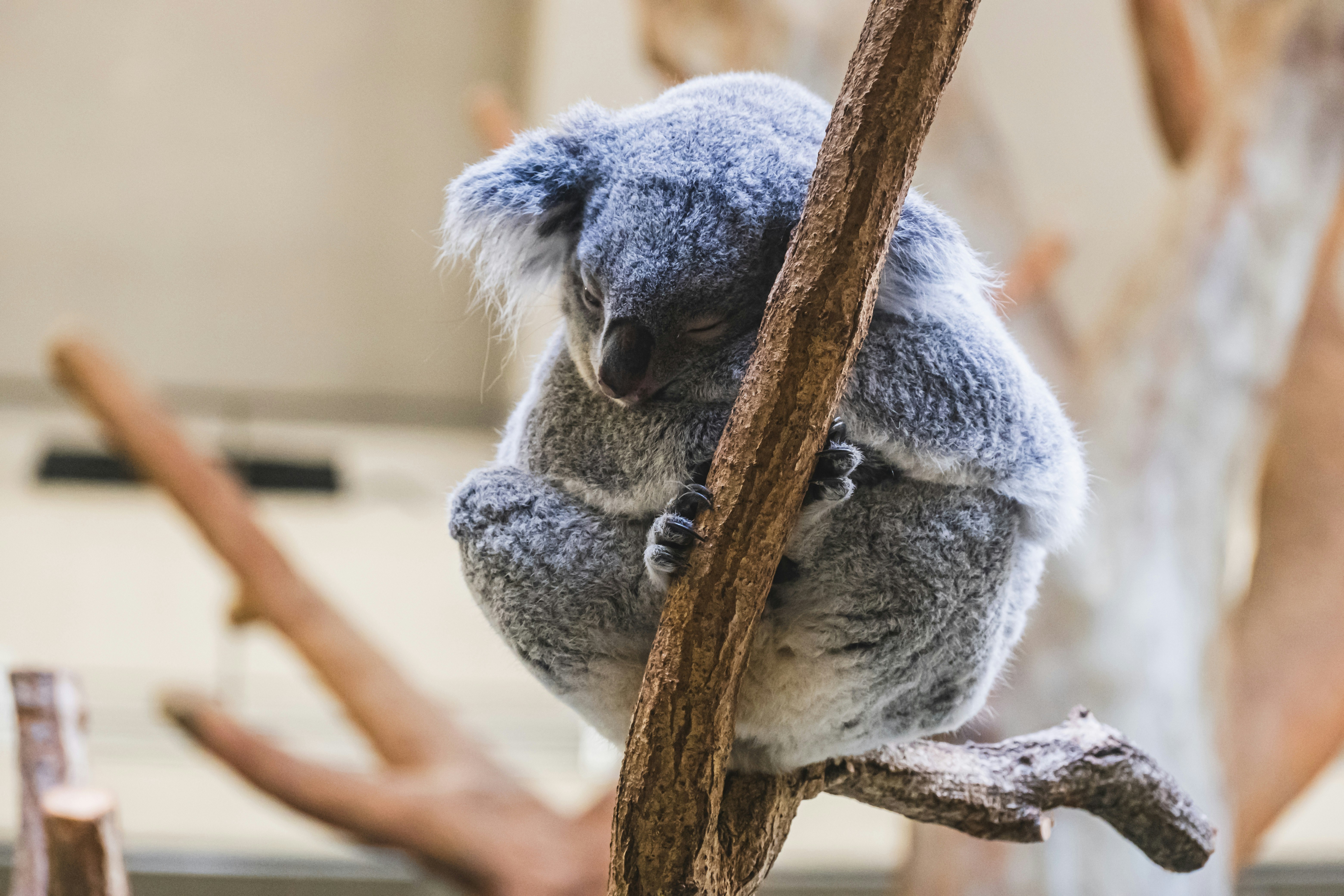 Koala mother and joey clinging to a tree