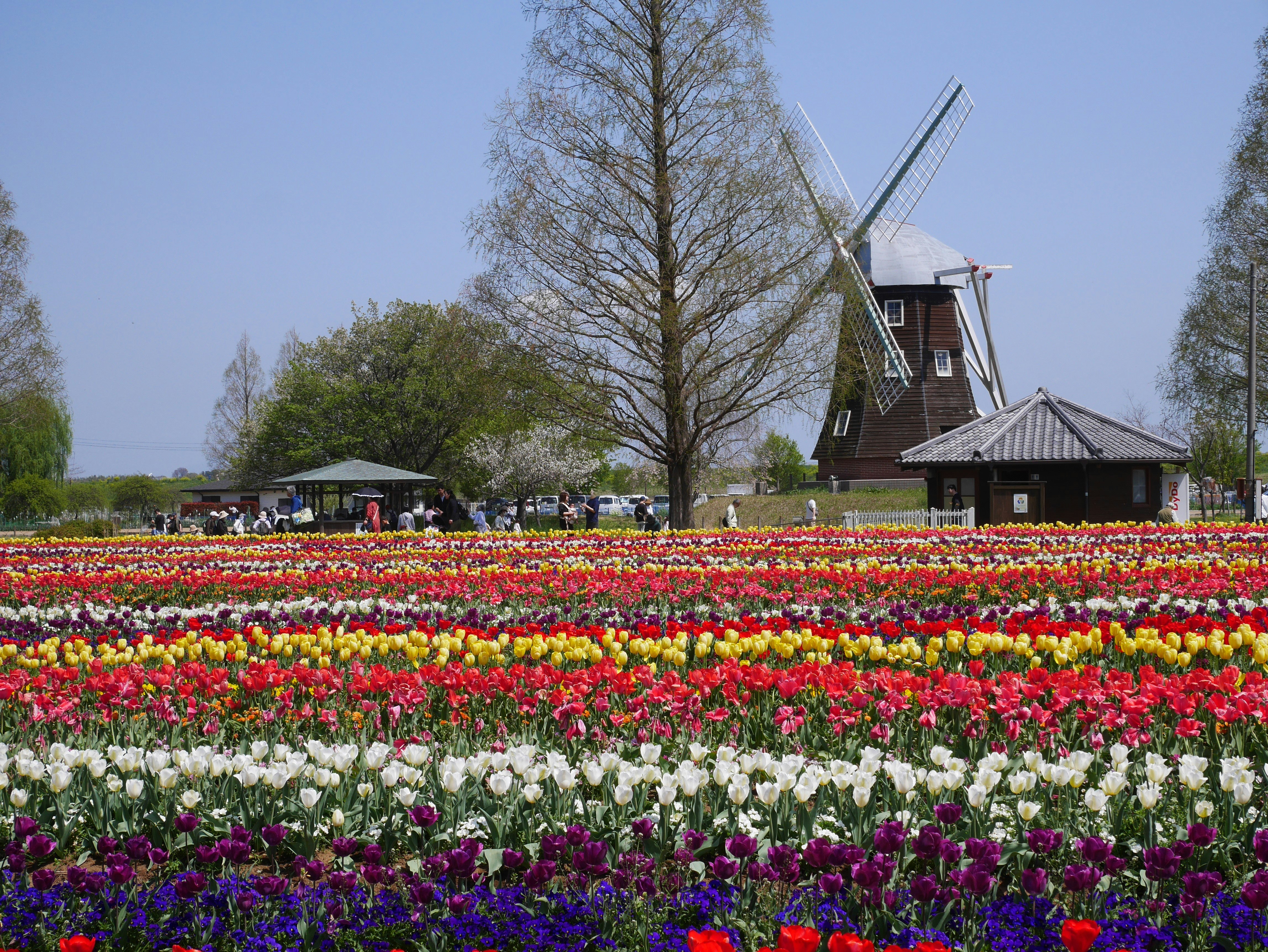 Ladang tulip berwarna-warni dengan kincir angin di latar belakang