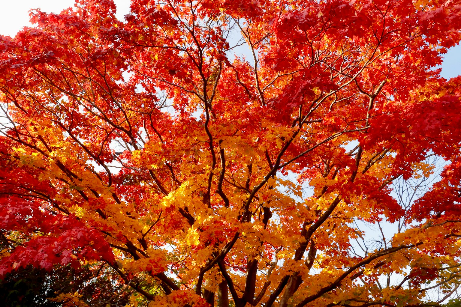 Un hermoso árbol de arce con hojas rojas y amarillas vibrantes