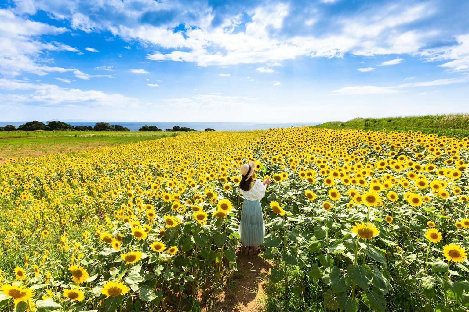 Una mujer de pie en un vasto campo de girasoles bajo un cielo azul