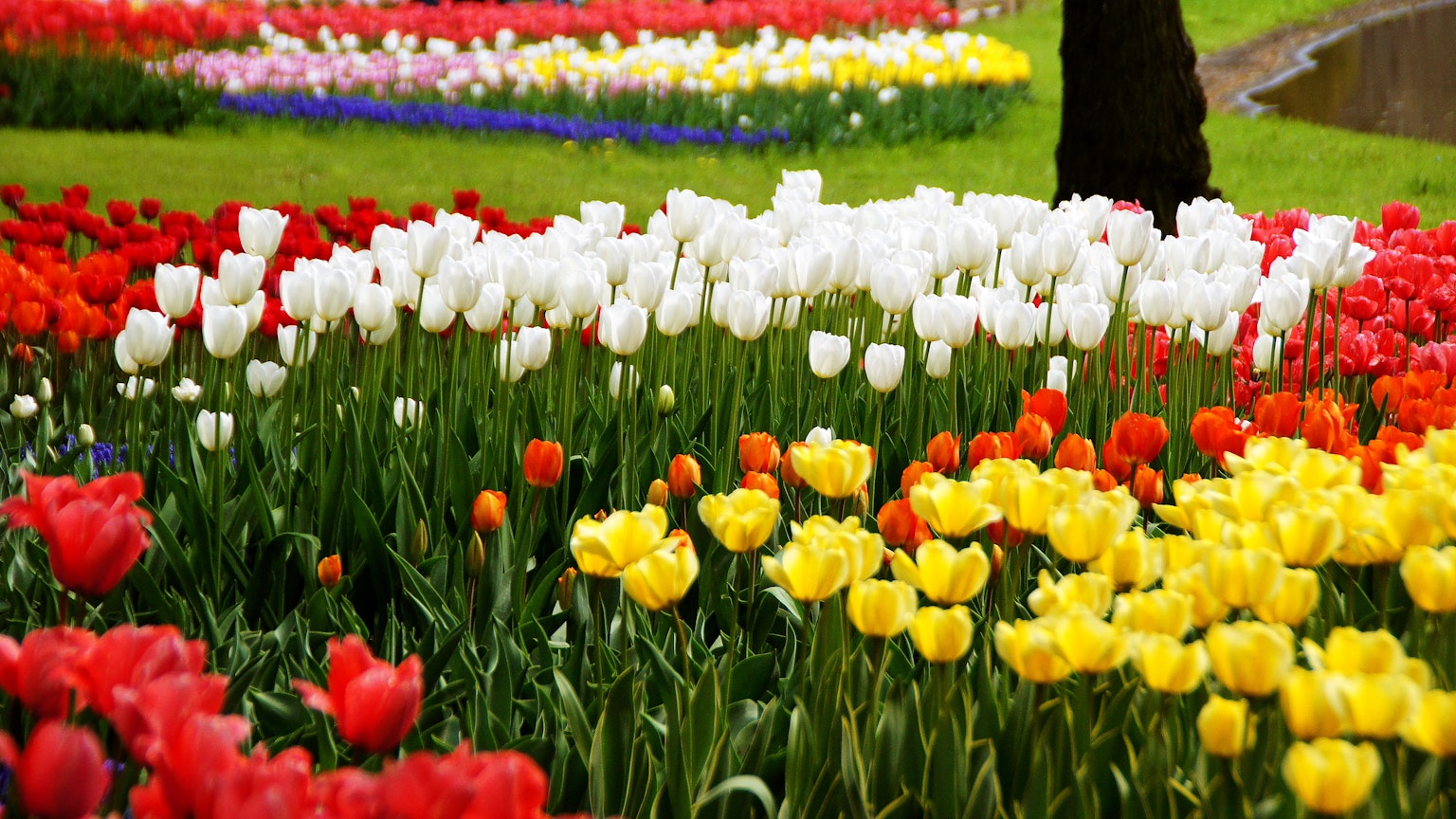 Bunte Tulpenfelder mit roten weißen gelben Blüten