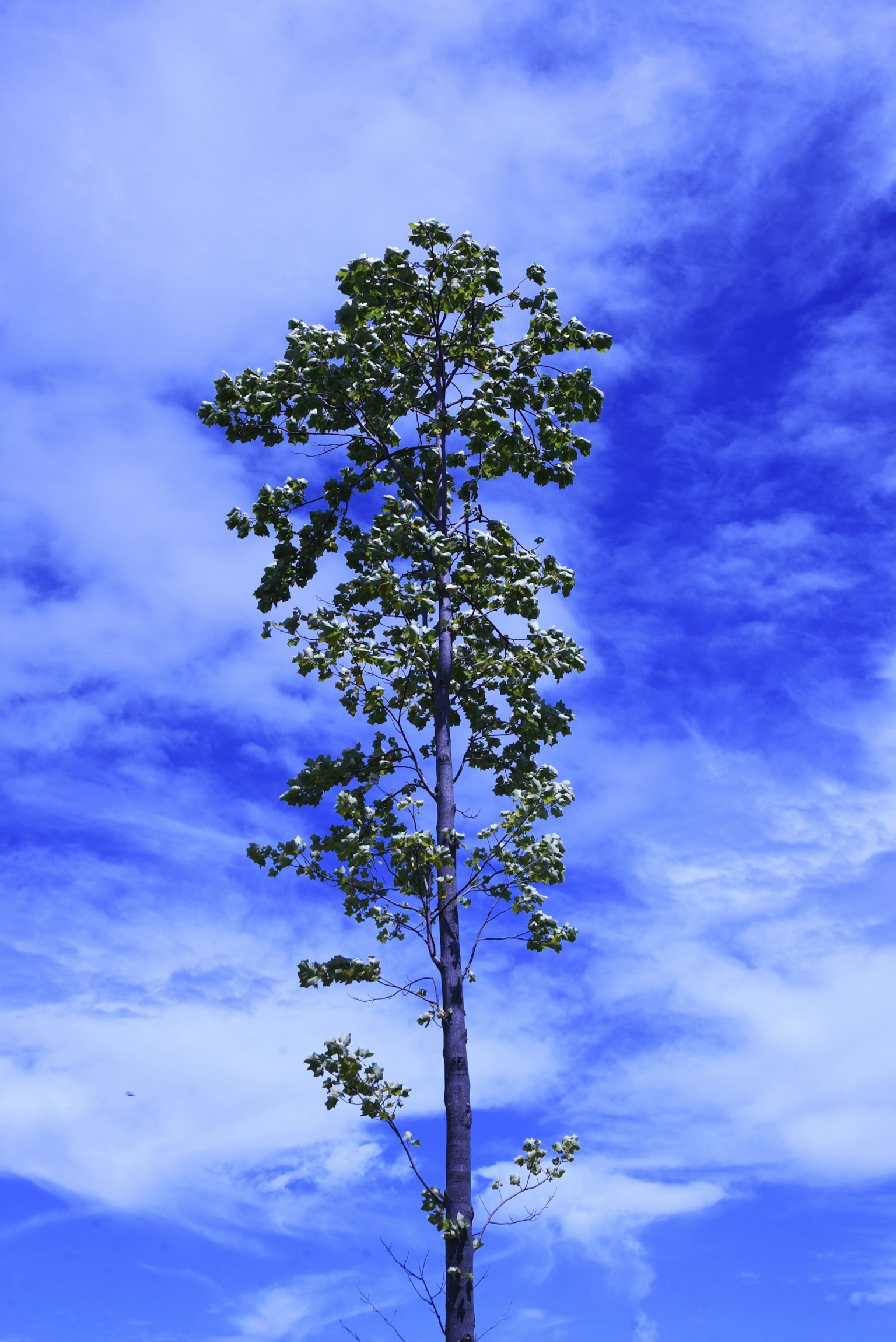 Pohon tinggi di bawah langit biru cerah