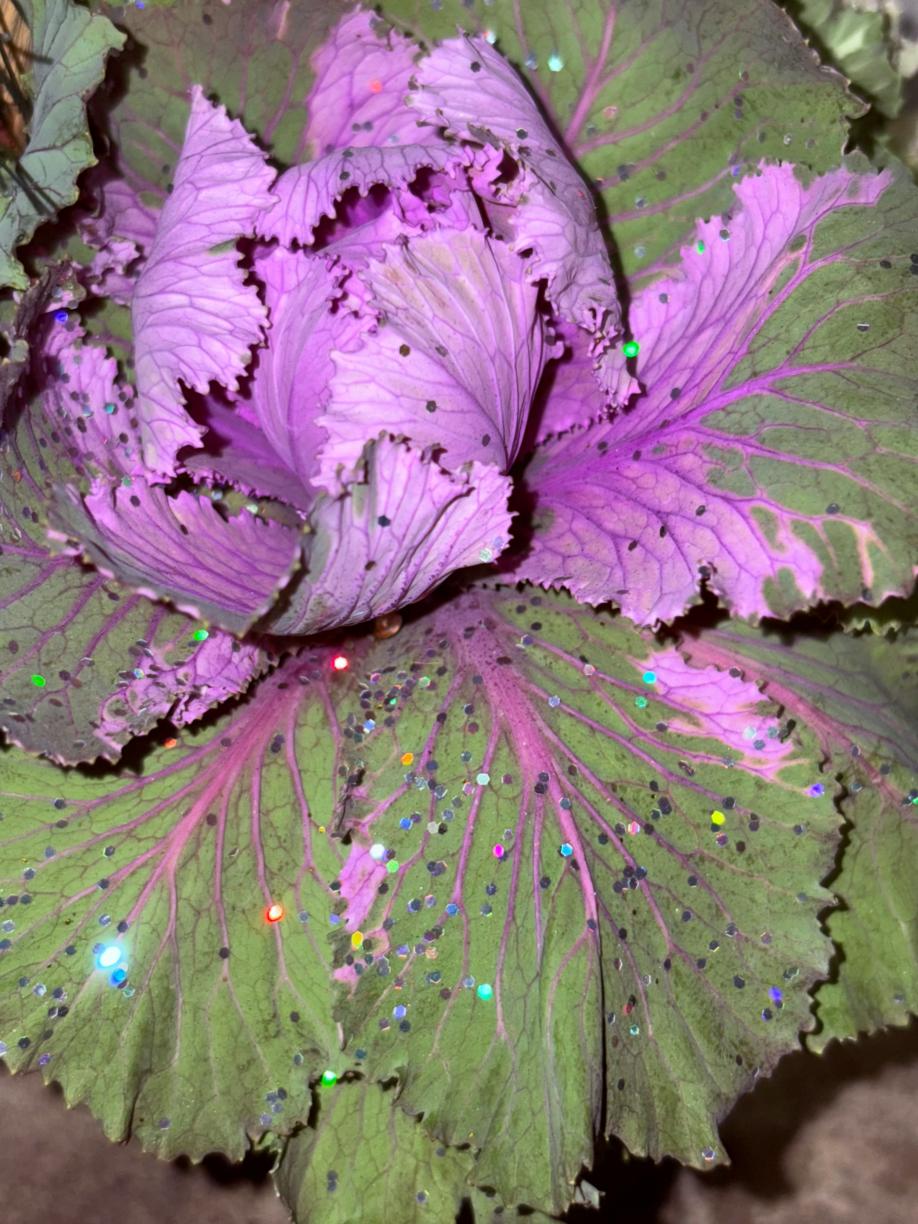 Nahaufnahme von violetten Blütenblättern