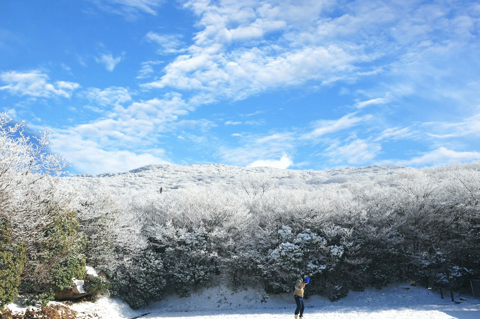 Persona in piedi in un paesaggio innevato con alberi e cielo blu