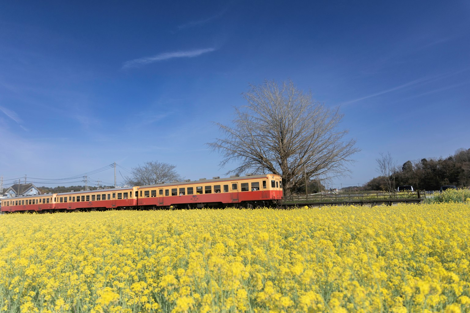 Un campo di fiori gialli vivaci con un treno rosso che passa