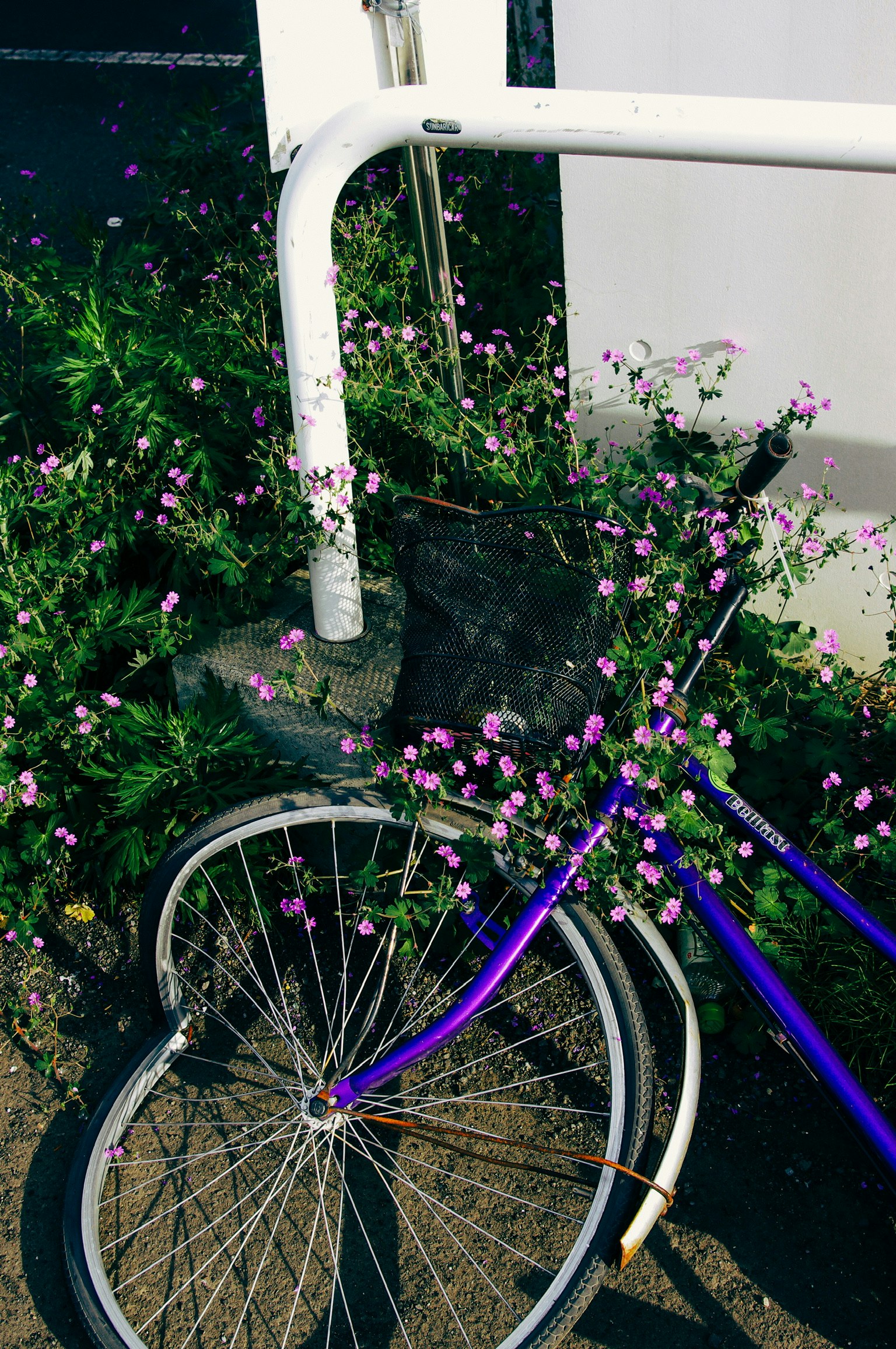 路地の自転車と花が咲く夏の風景