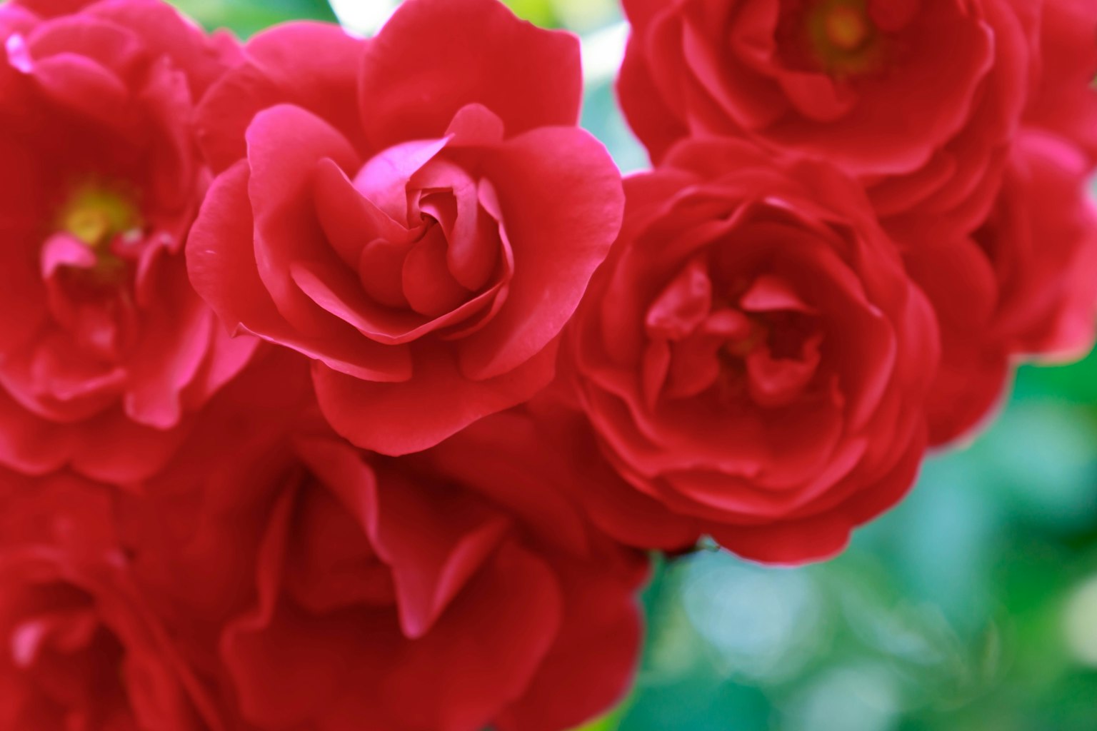 Gros plan sur des roses rouges vibrantes regroupées