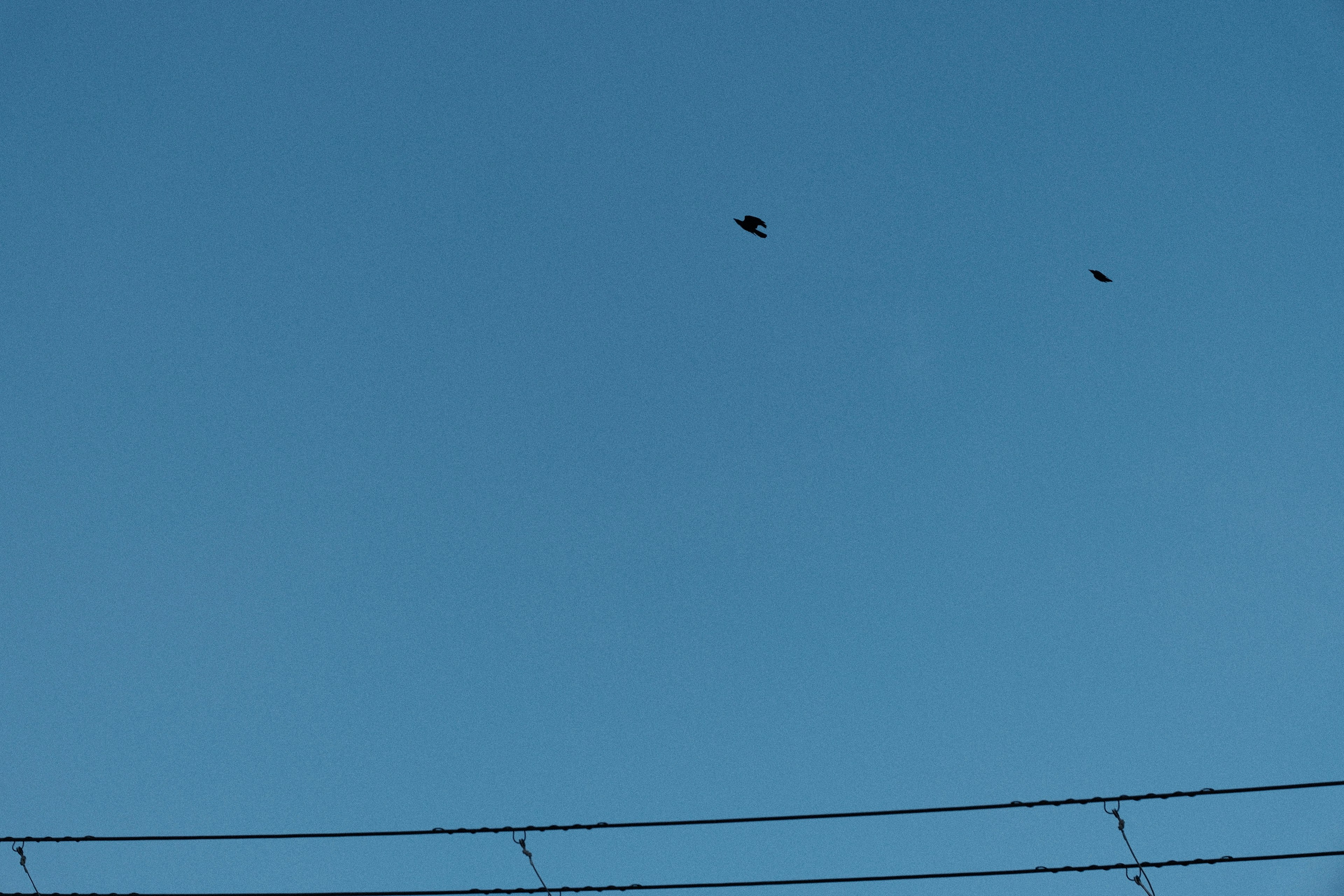 uccelli in volo sopra i cavi elettrici contro un cielo azzurro