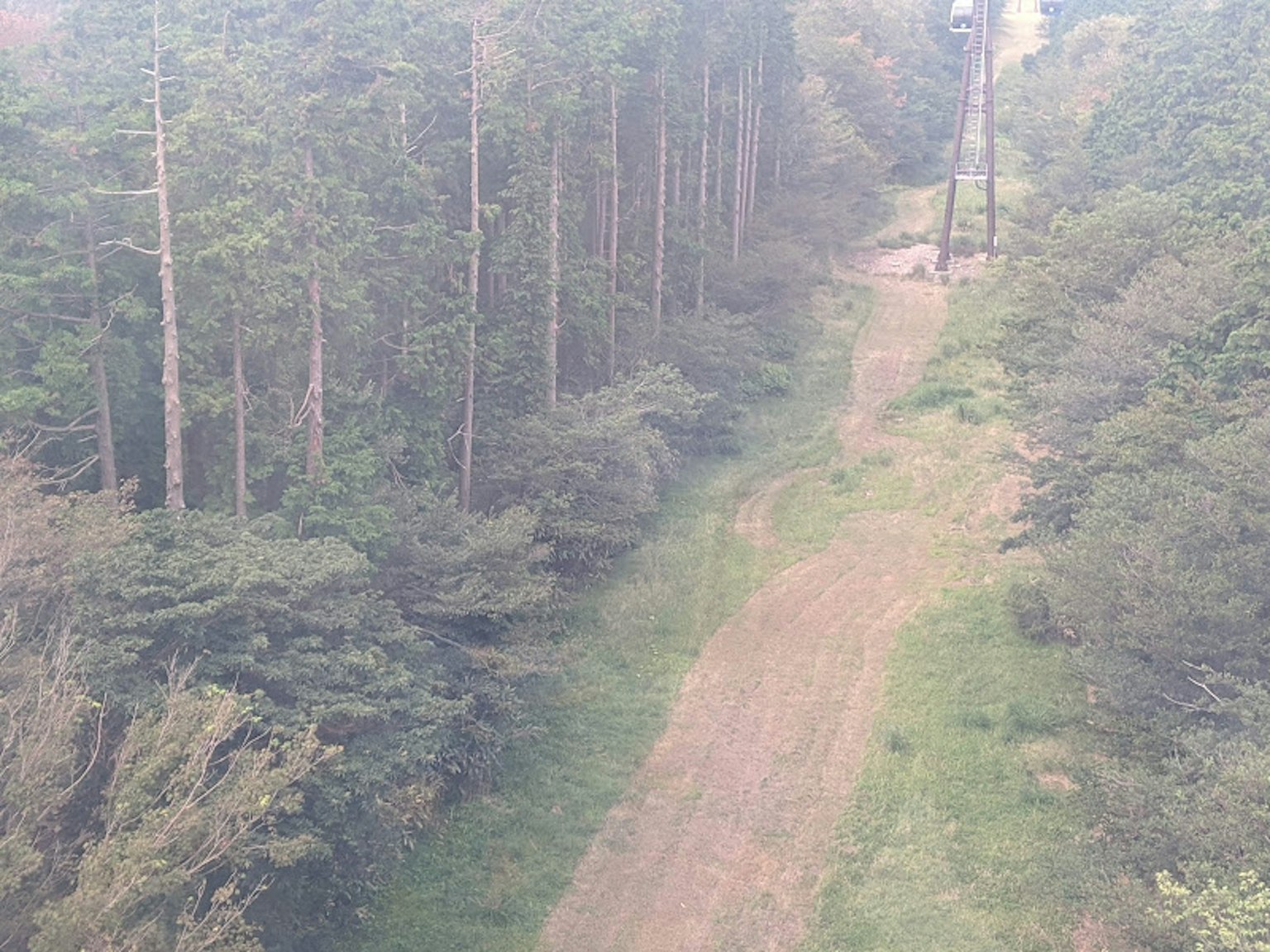 Sendero a través de un bosque con árboles altos