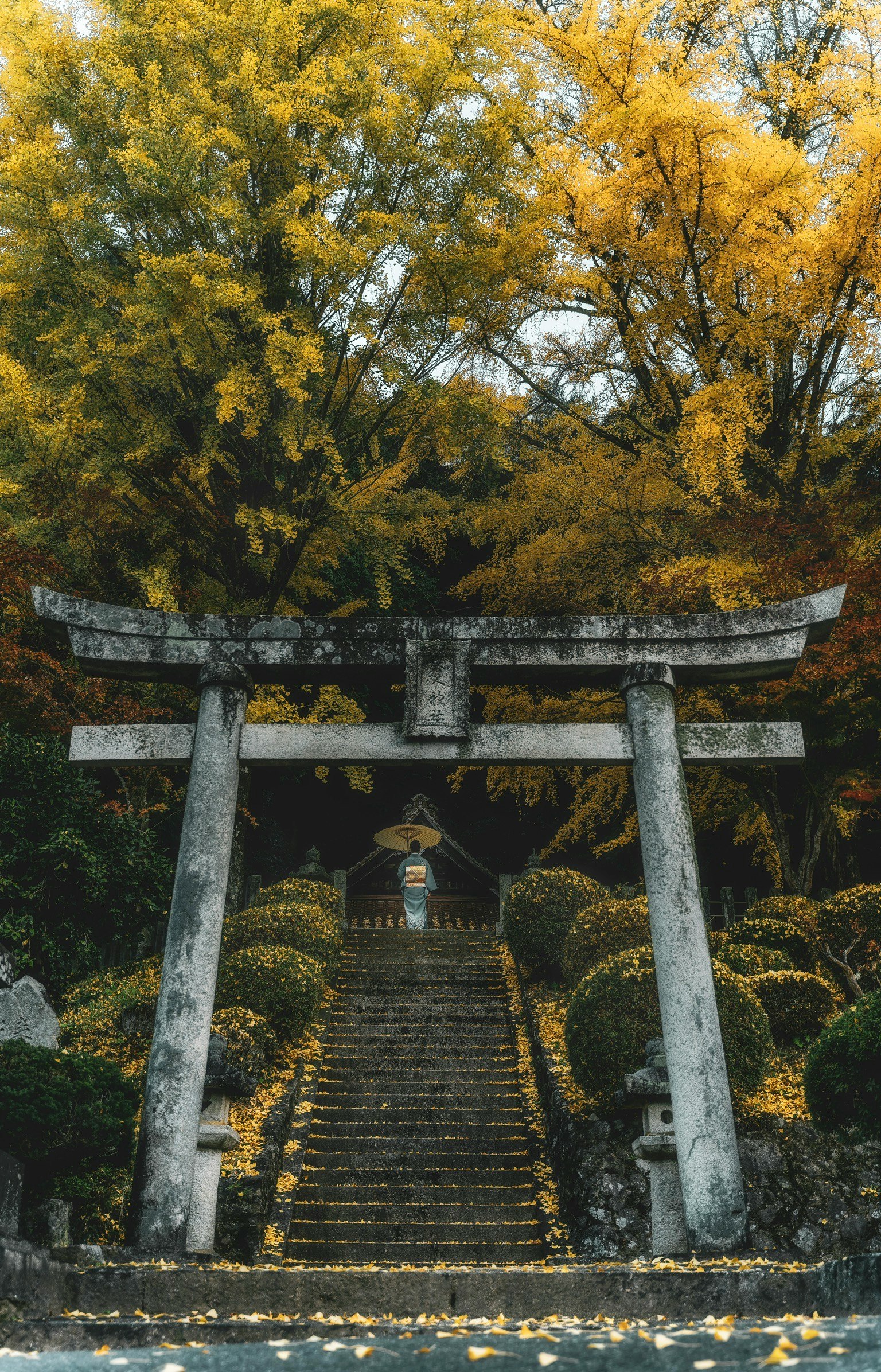 秋の色に包まれた神社の鳥居と階段の風景