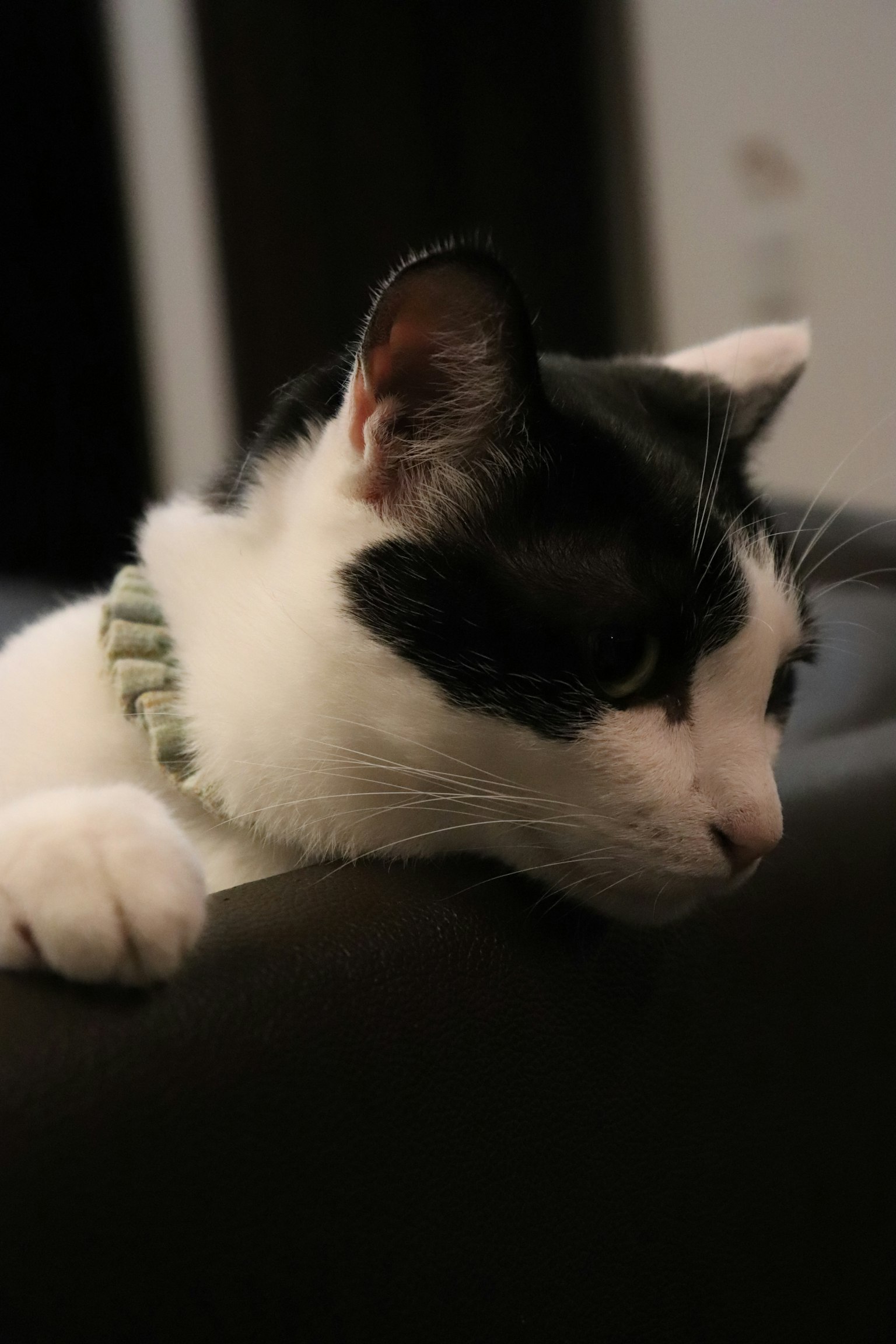 Schwarz-weiße Katze ruht sich auf der Rückenlehne eines Sofas aus